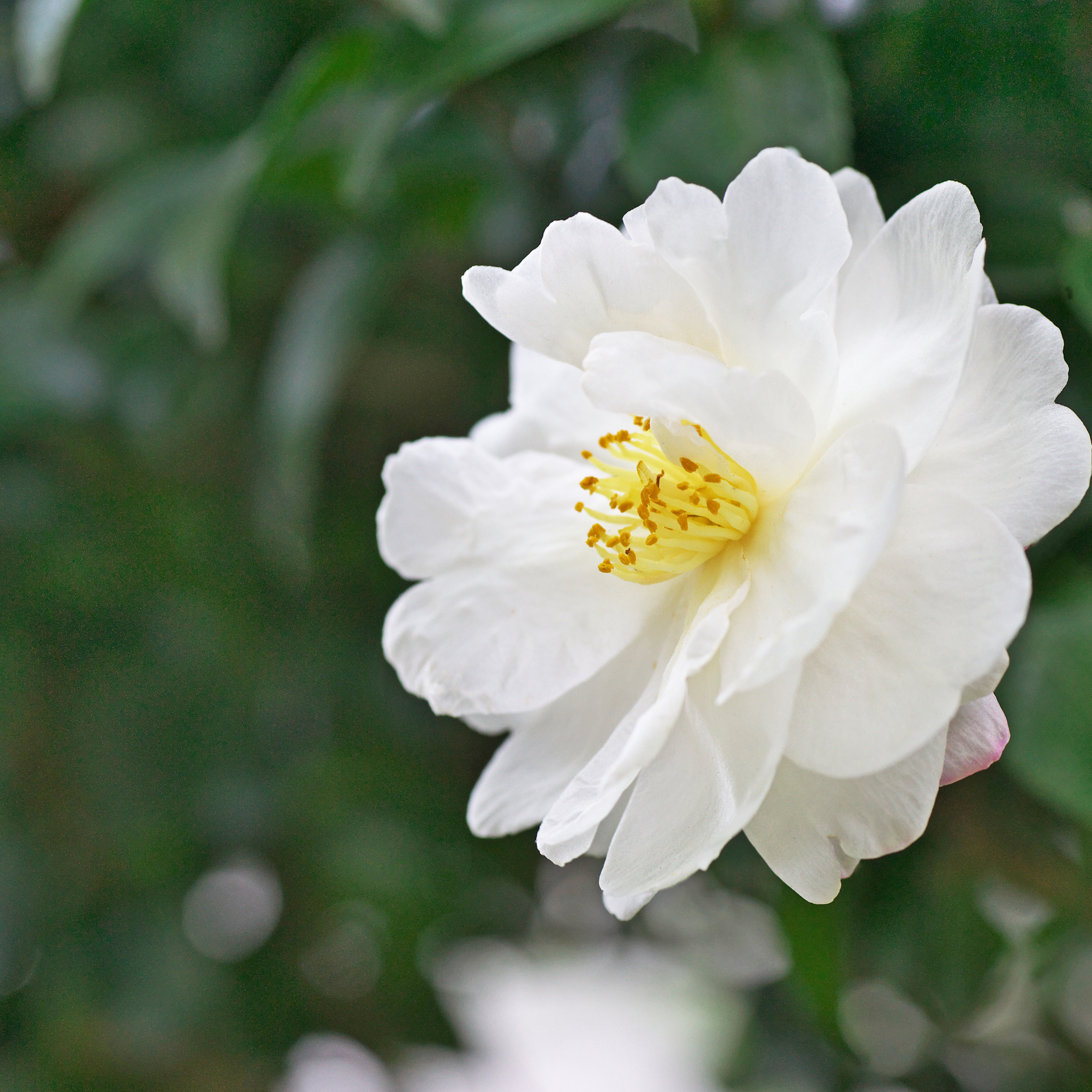 Camellia Pure Silk - Camellia sasanqua 'Pure Silk'