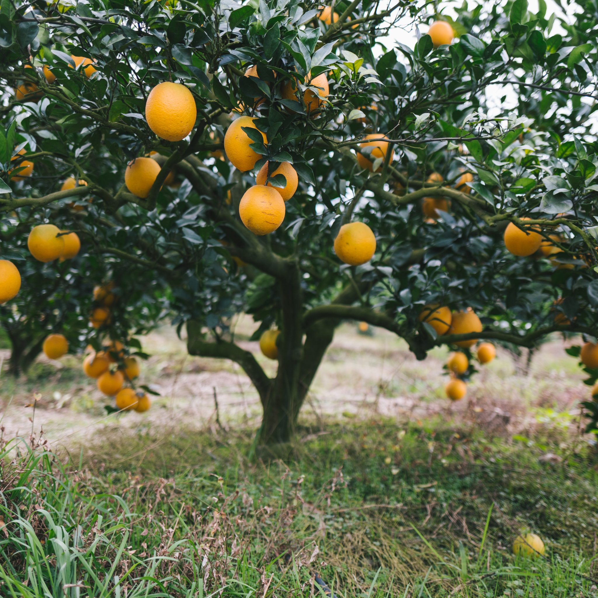 Dwarf Orange Tree (Washington Navel) - Citrus sinensis Washington Navel Dwarf