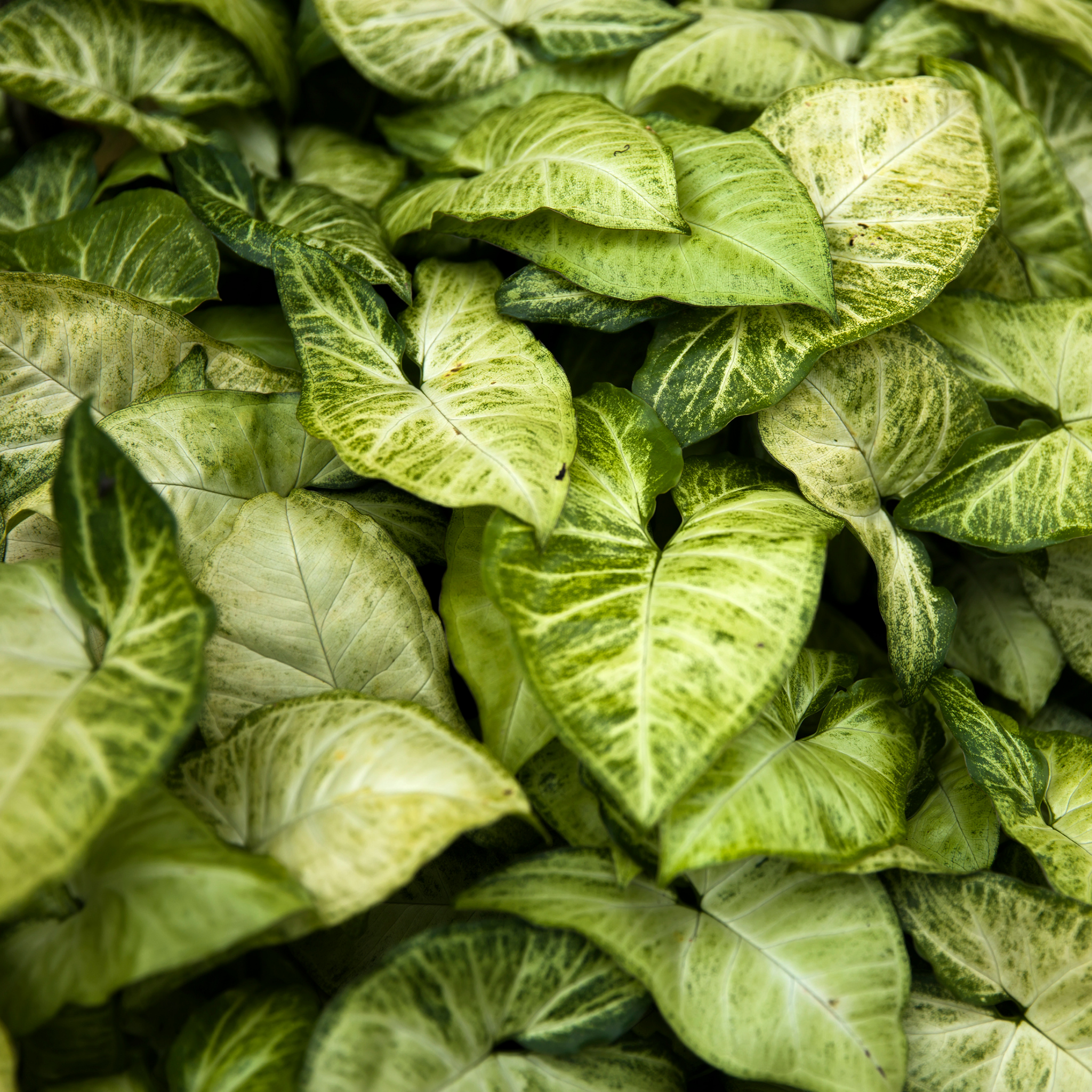 Variegated Syngonium - Syngonium podophyllum 'White Butterfly' Arrowhead Plant