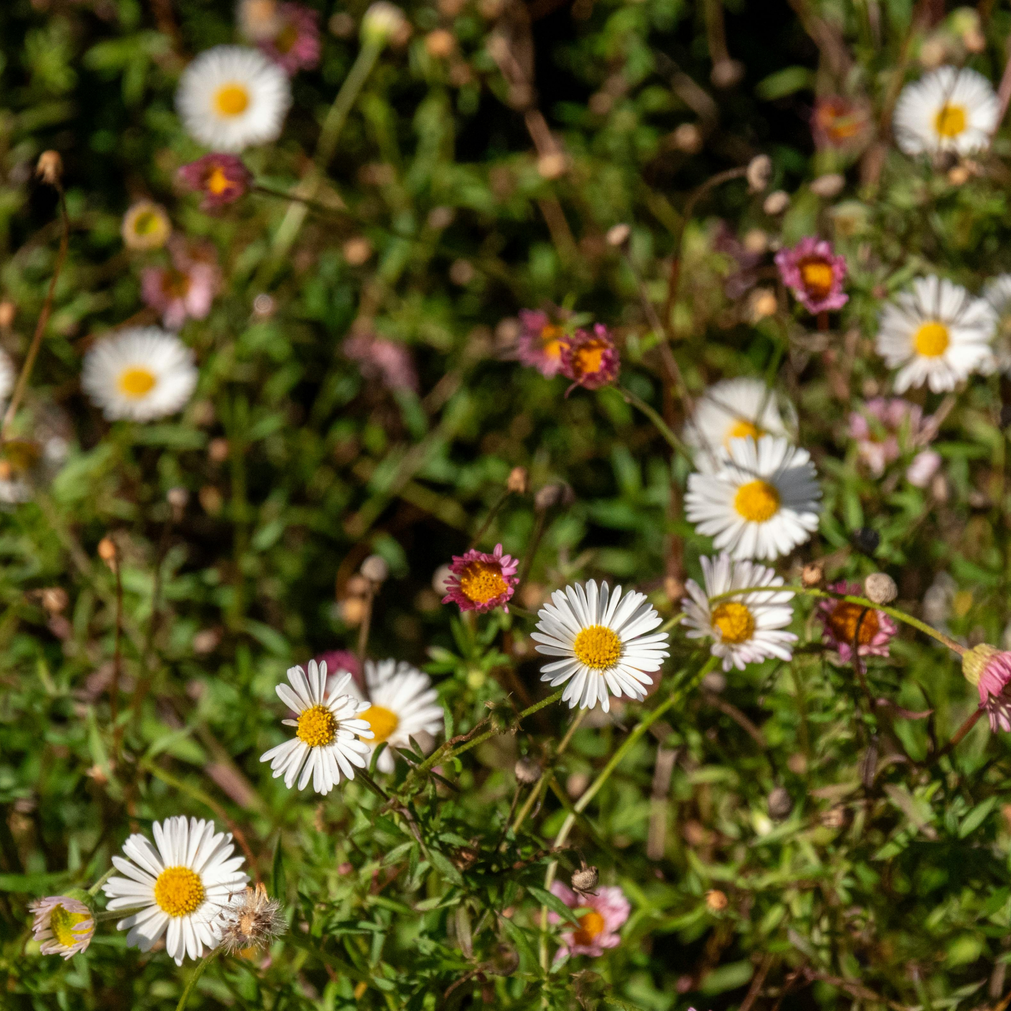 Seaside Daisy - Erigeron karvinskianus