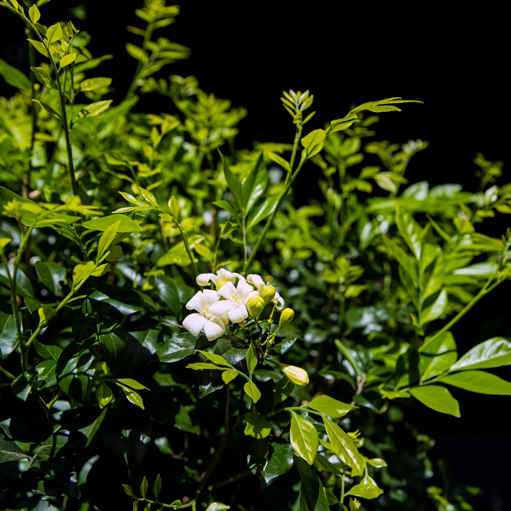 Orange Jessamine - Murraya paniculata