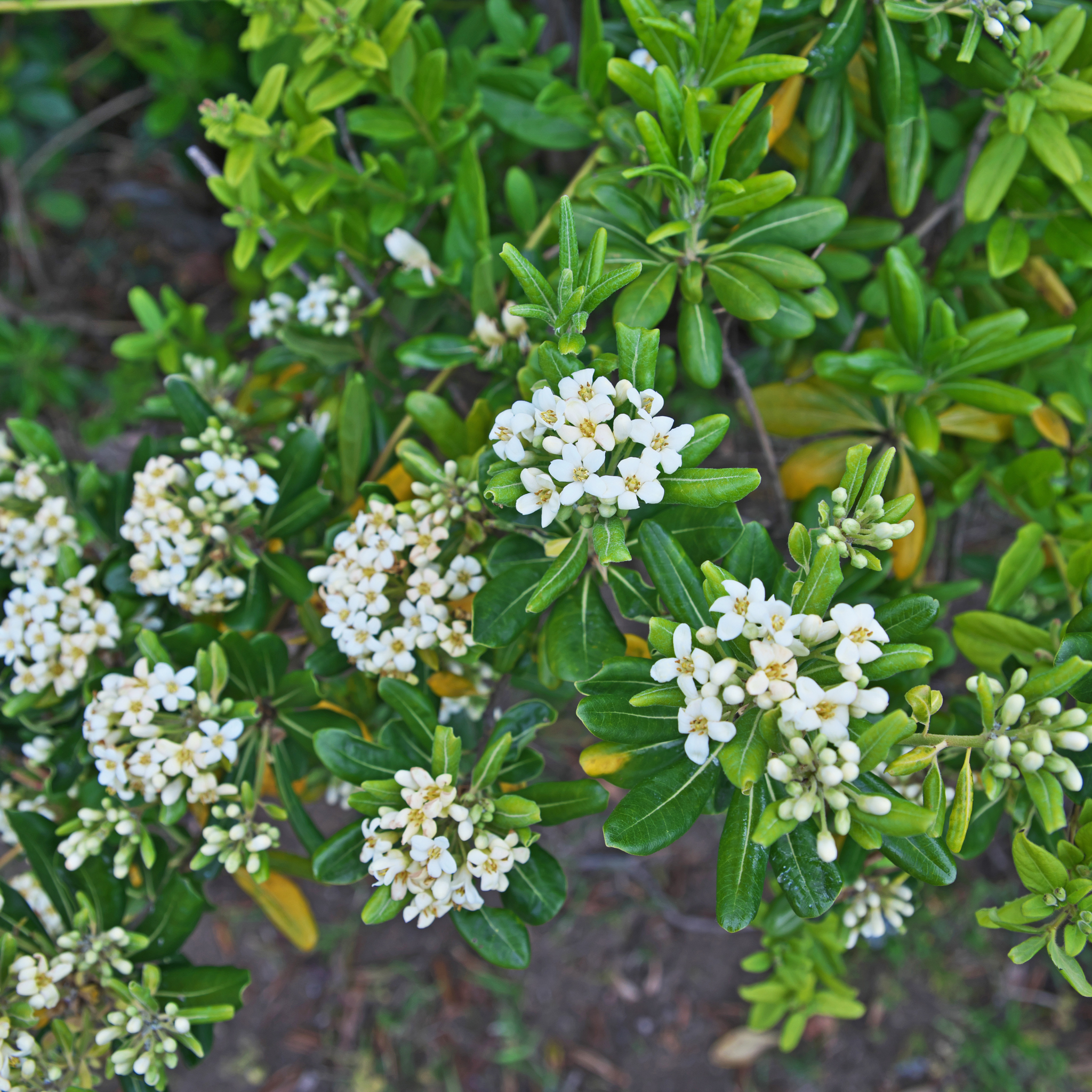 Close-up of a bush with white flowers and green leaves