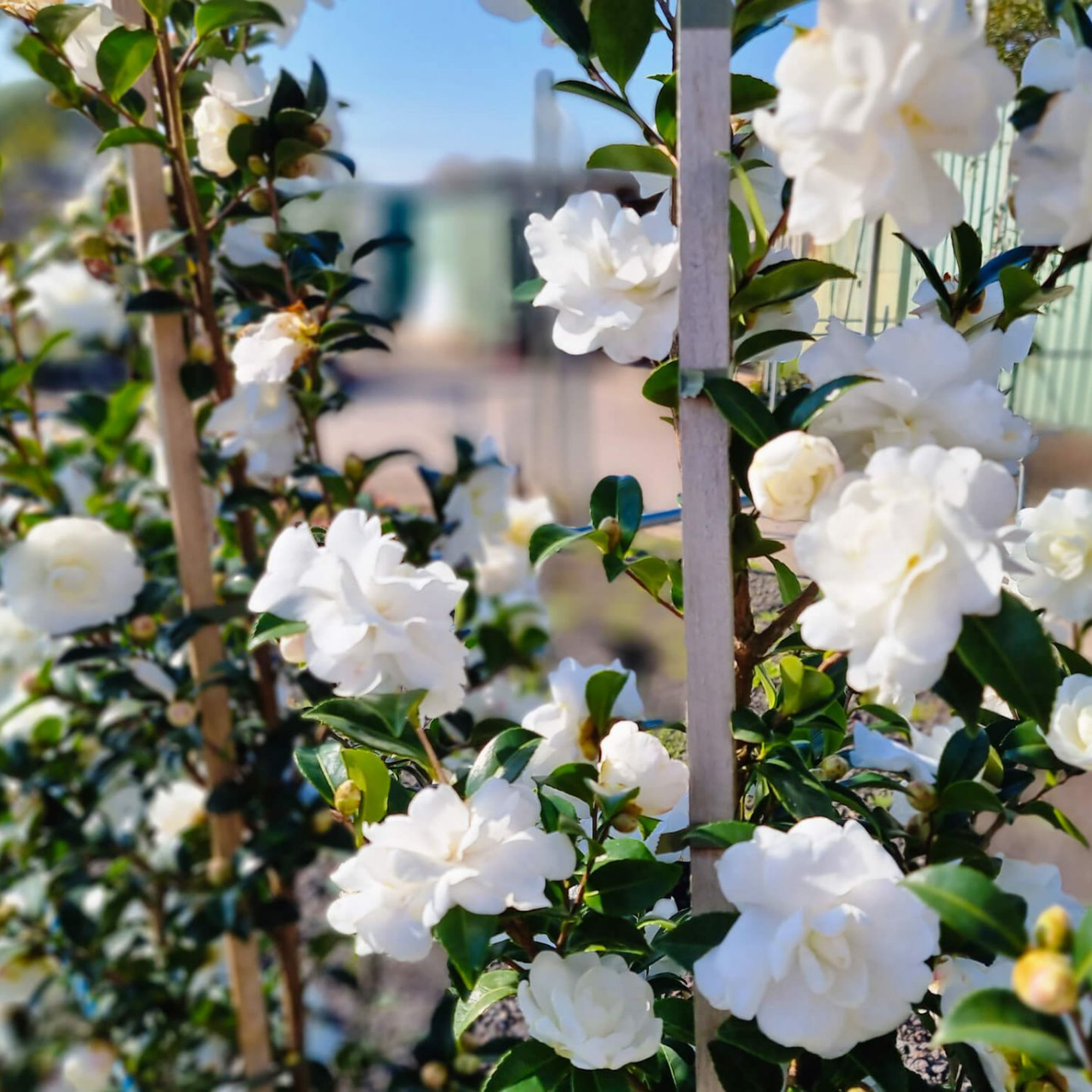 Camellia Avalanche - Camellia sasanqua Avalanche