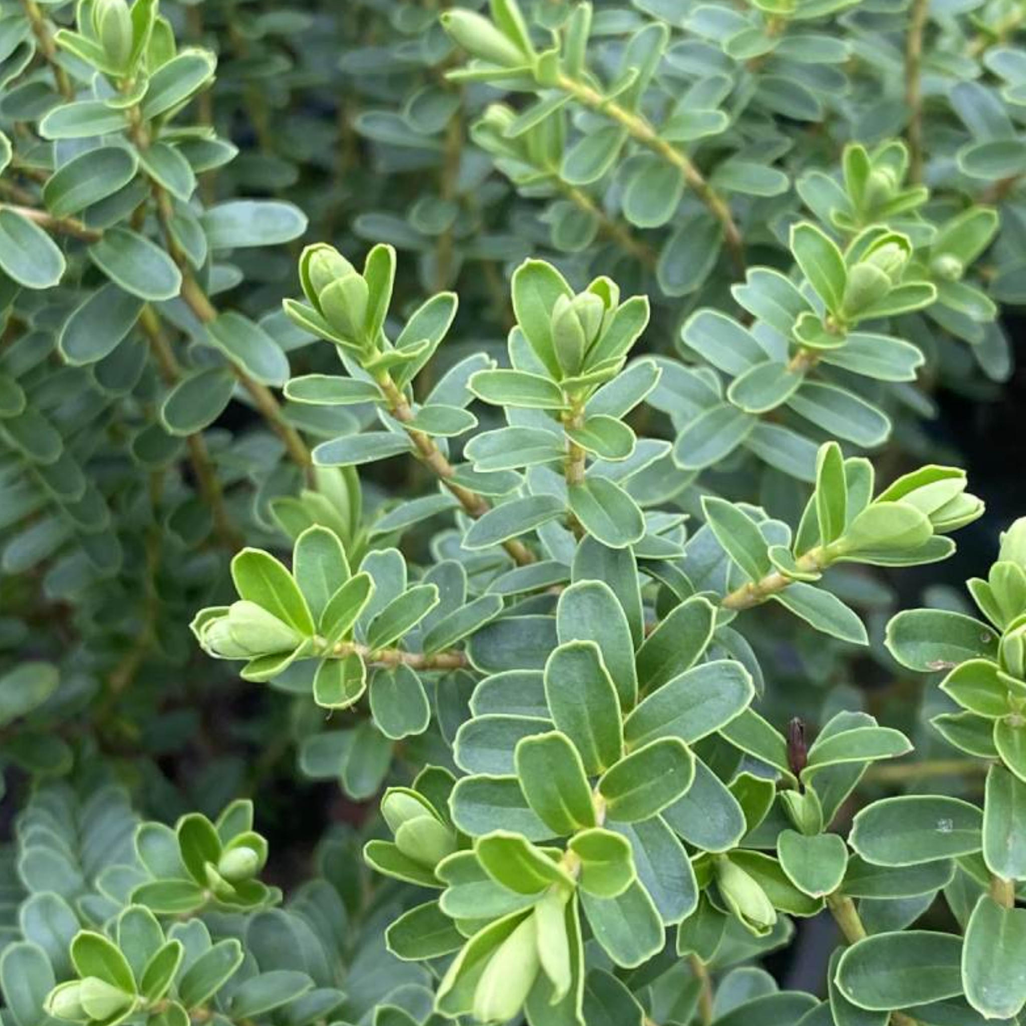 Hebe hybrida Wiri Cloud