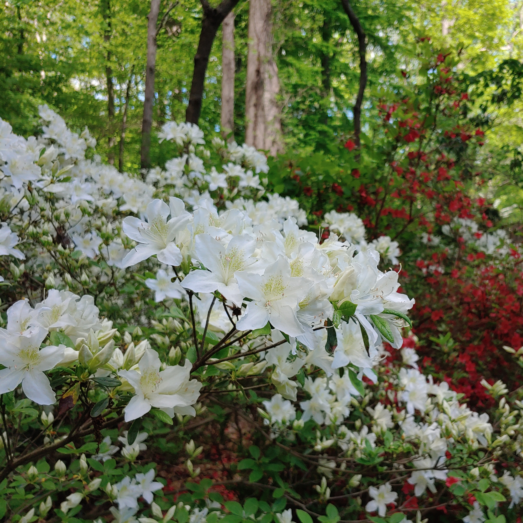 White flowers in a forest setting with red flowers in the background