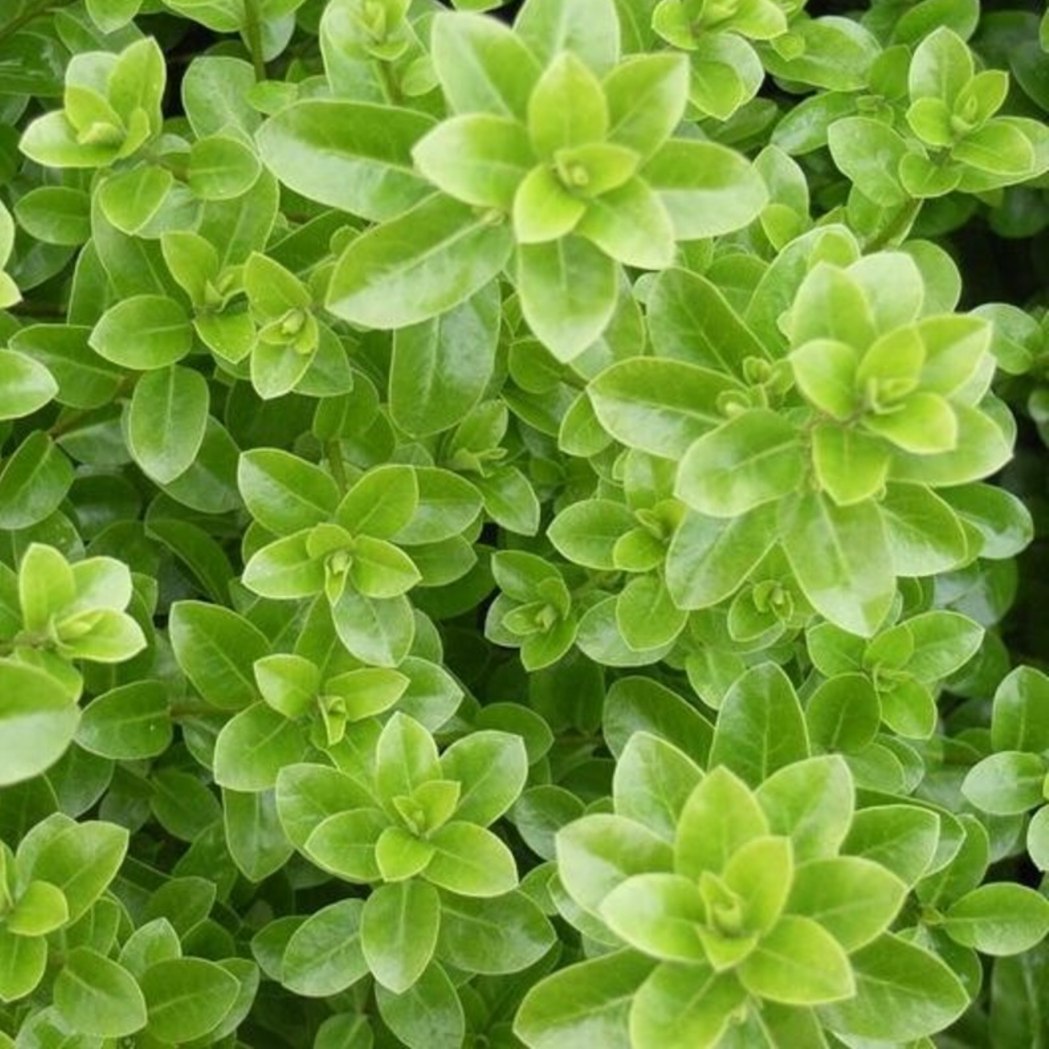 Close-up of a dense cluster of green leaves
