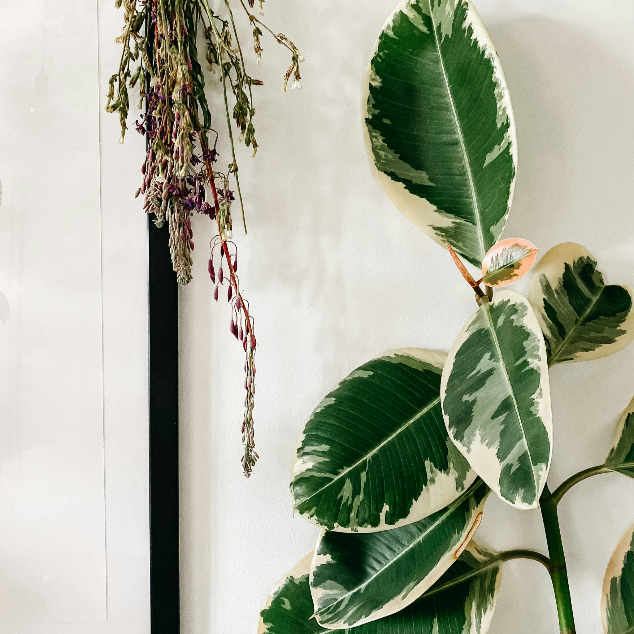 Tineke Rubber Tree Plant - Ficus elastica Tineke