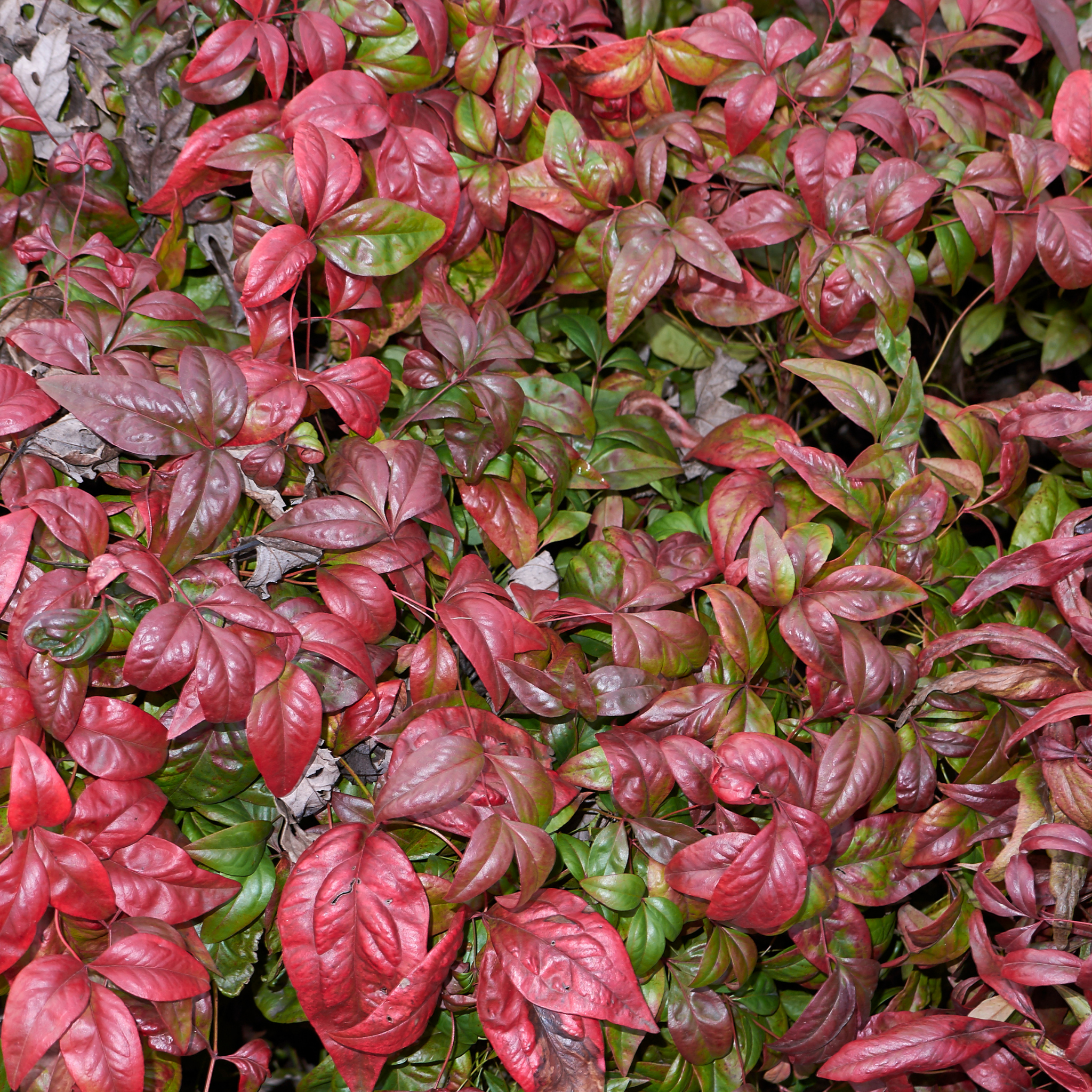 Nandina Blush - Nandina domestica Blush PBR