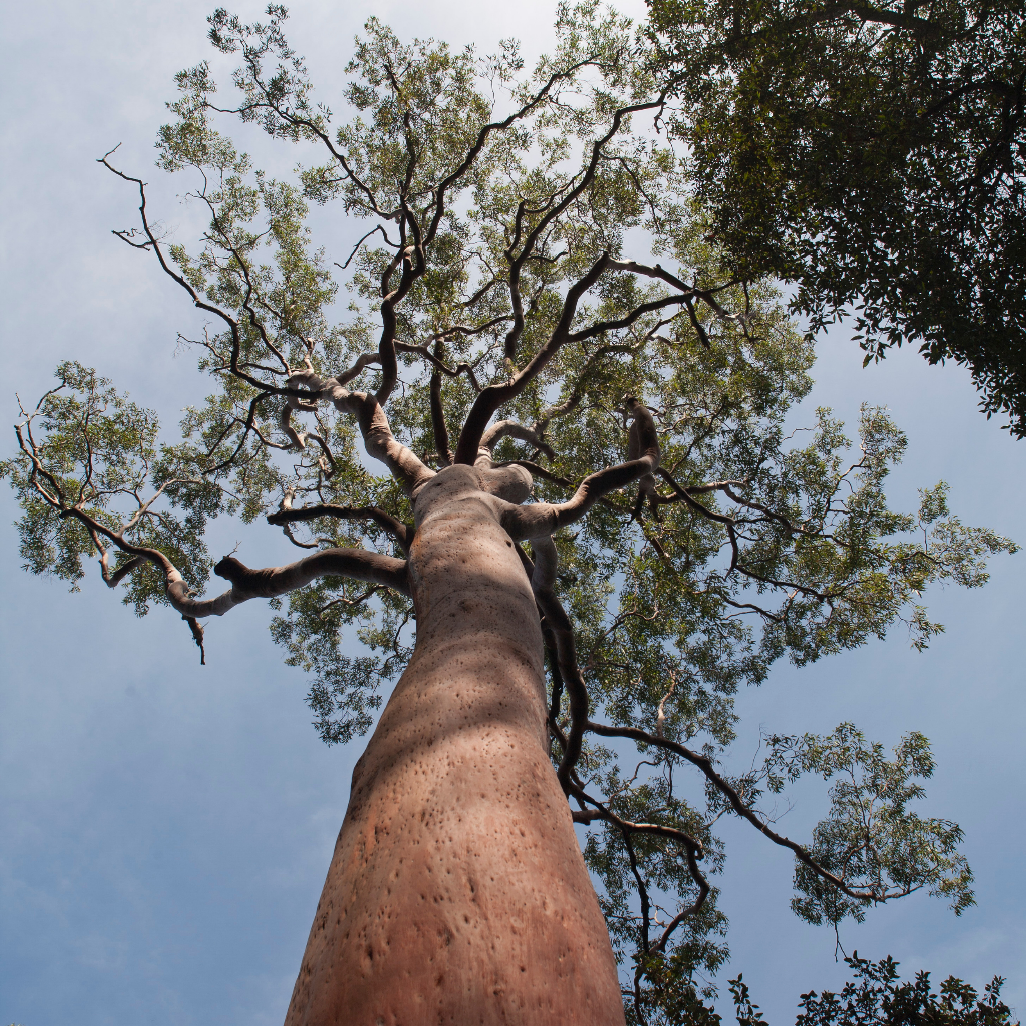 Sydney Red Gum / Smooth Barked Apple Gum / Rose Gum - Angophora costata