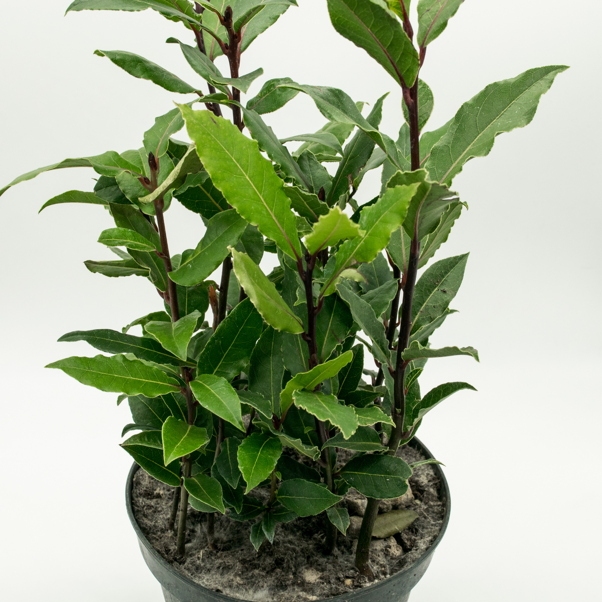 Compact Bay Laurel Tree - Laurus nobilis Flavour Master