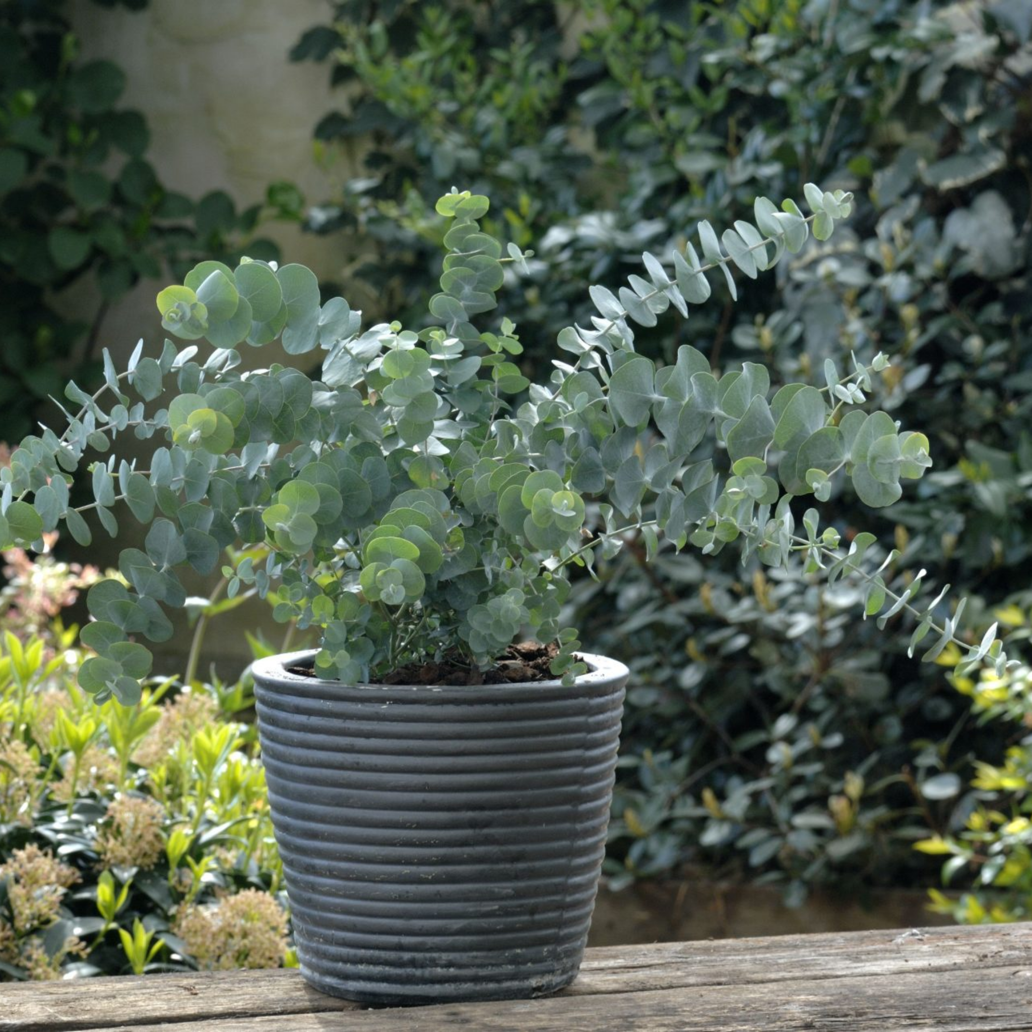 Eucalyptus Baby Blue - Eucalyptus pulverulenta 'Baby Blue'