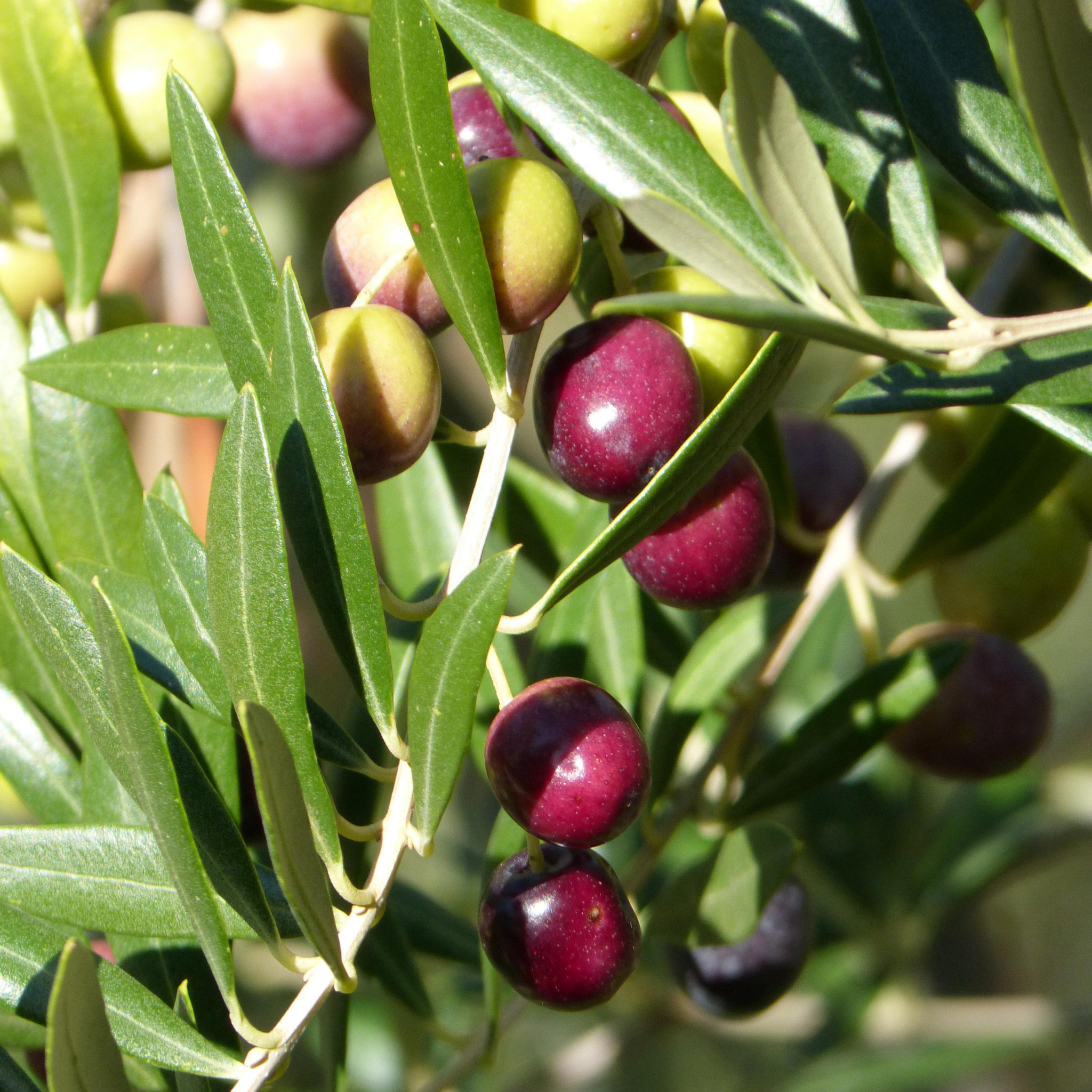 Verdale Olive Tree - Olea europaea Verdale