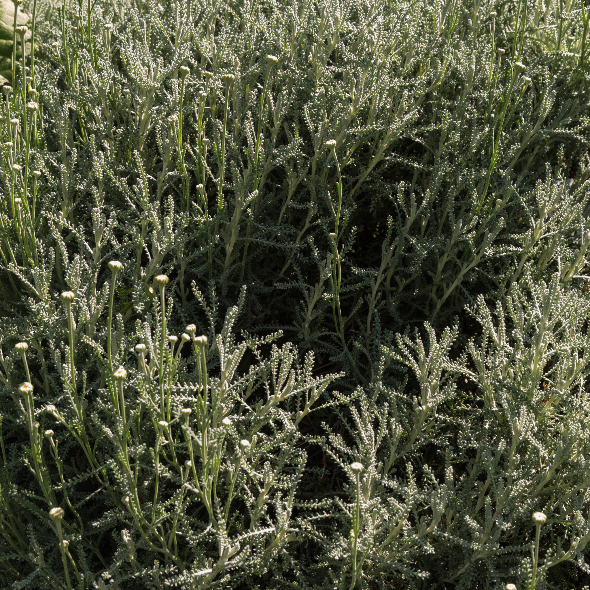 Cotton Lavender - Santolina chamaecyparissus