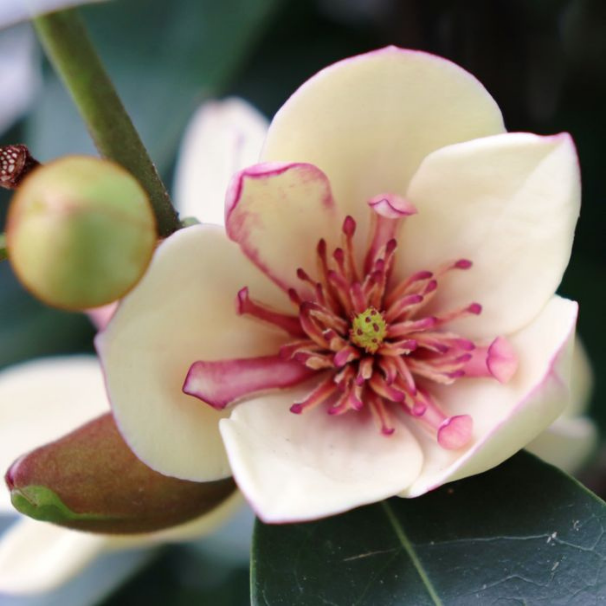 Magnolia White Caviar - Magnolia yunnanensis figo White Caviar