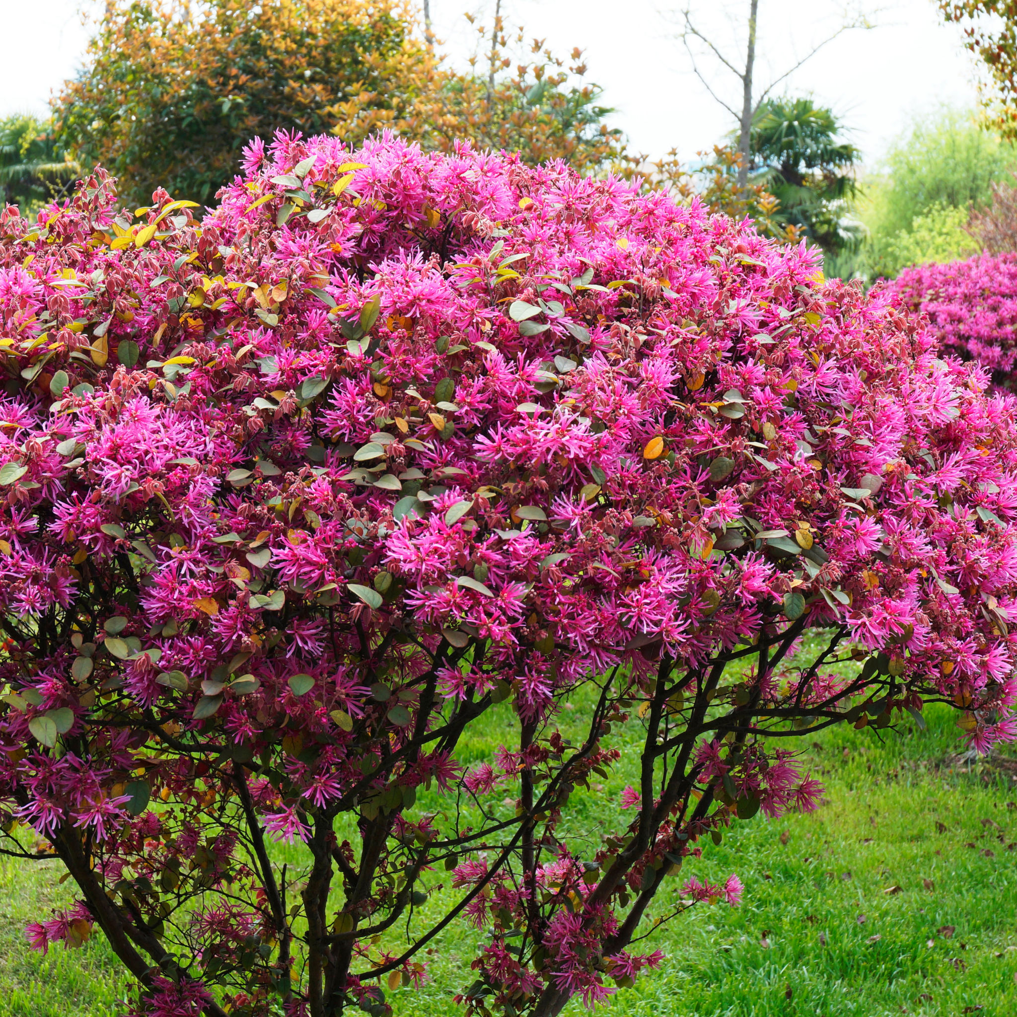 Chinese pink fringe flower - Loropetalum chinense rubrum 'China Pink'