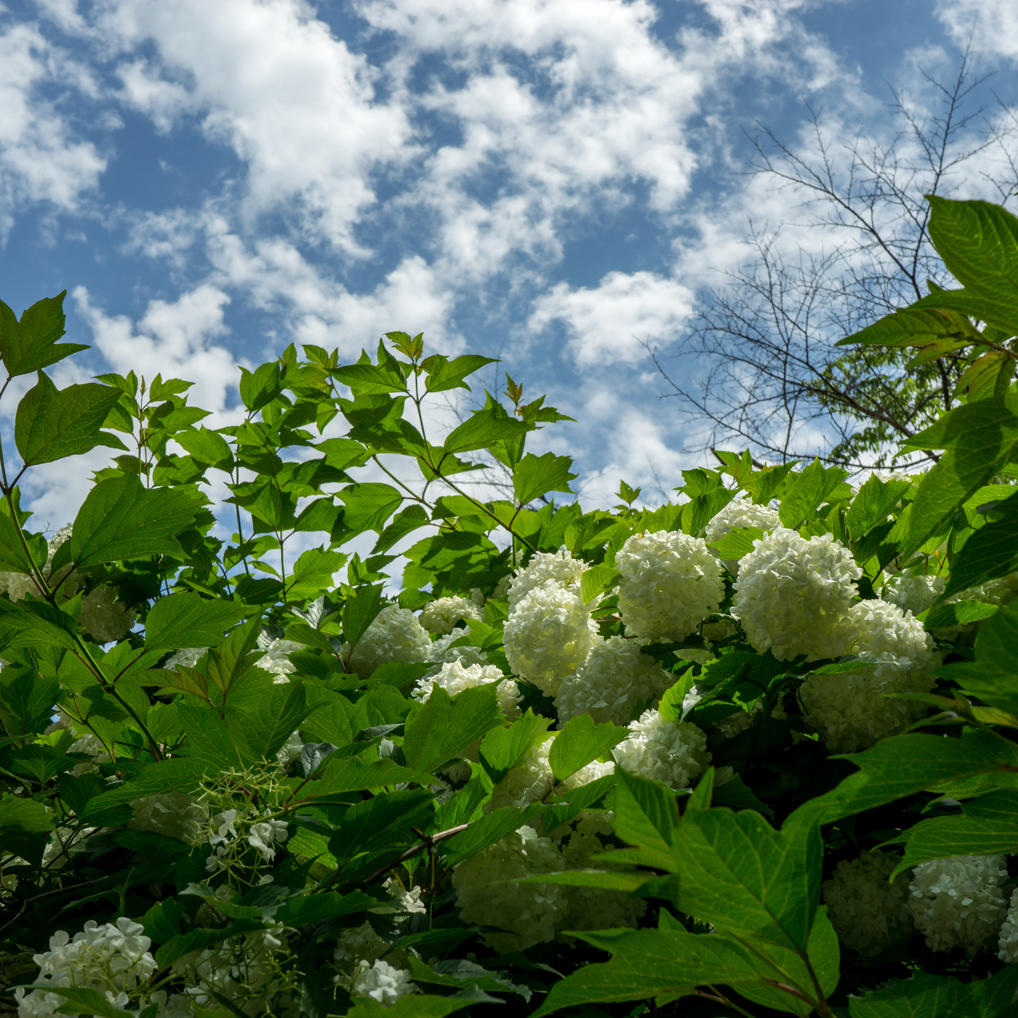Hydrangea White - Hydrangea macrophylla White