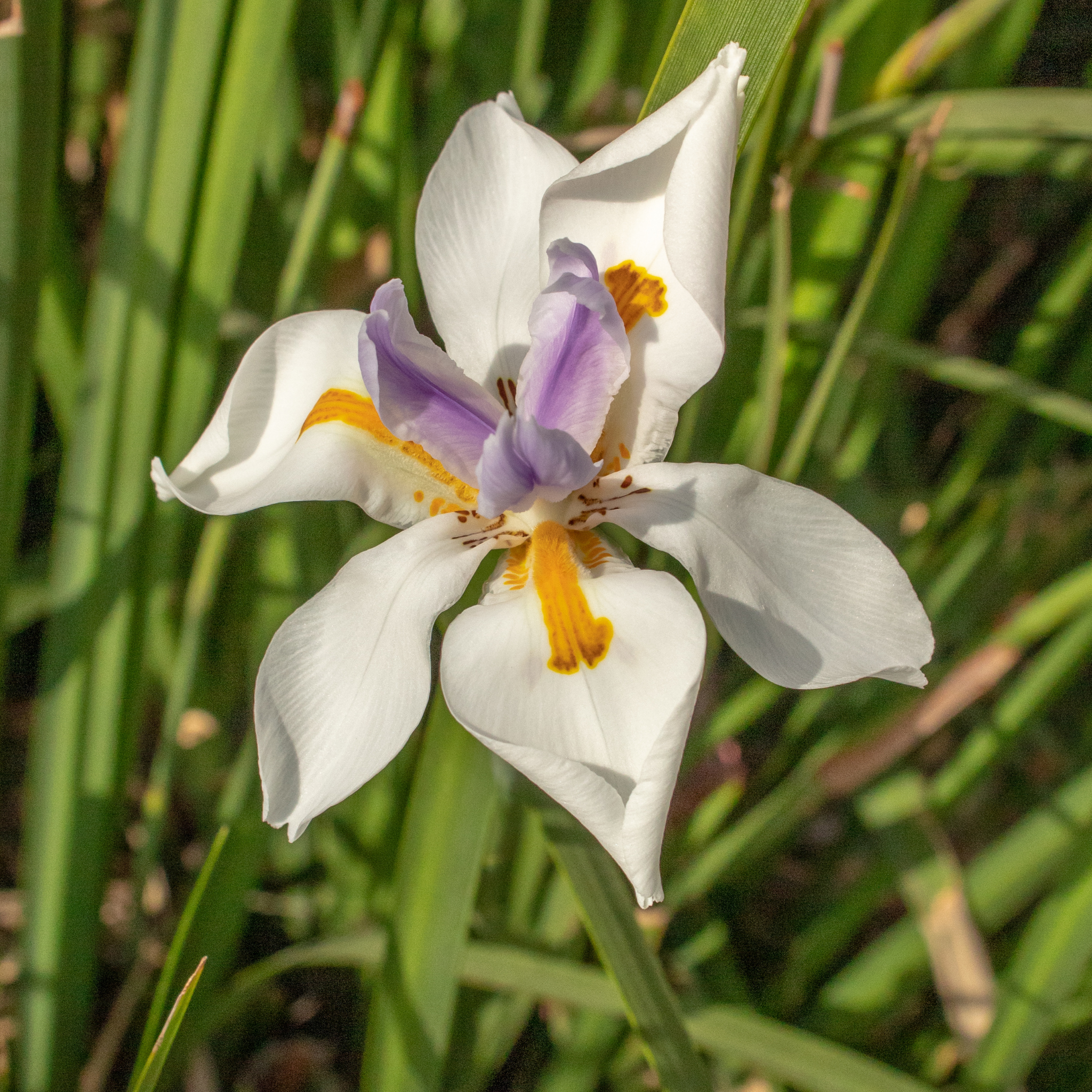 Large Wild Iris - Dietes grandiflora