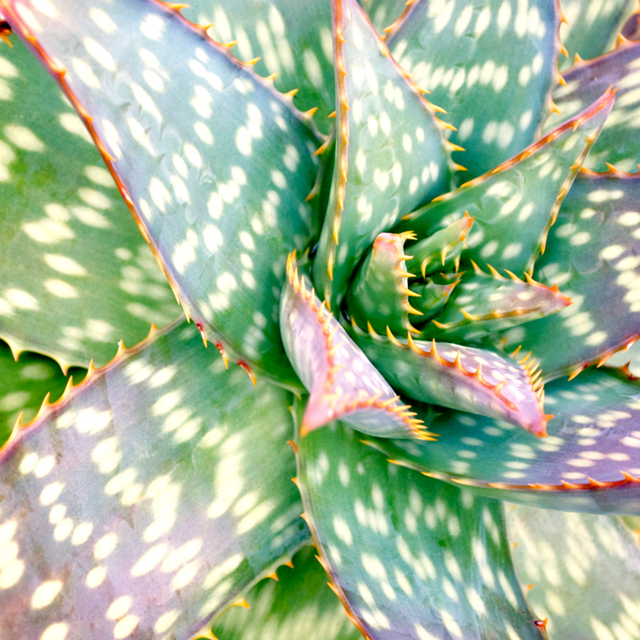 Aloe hybrida Spots N Dots