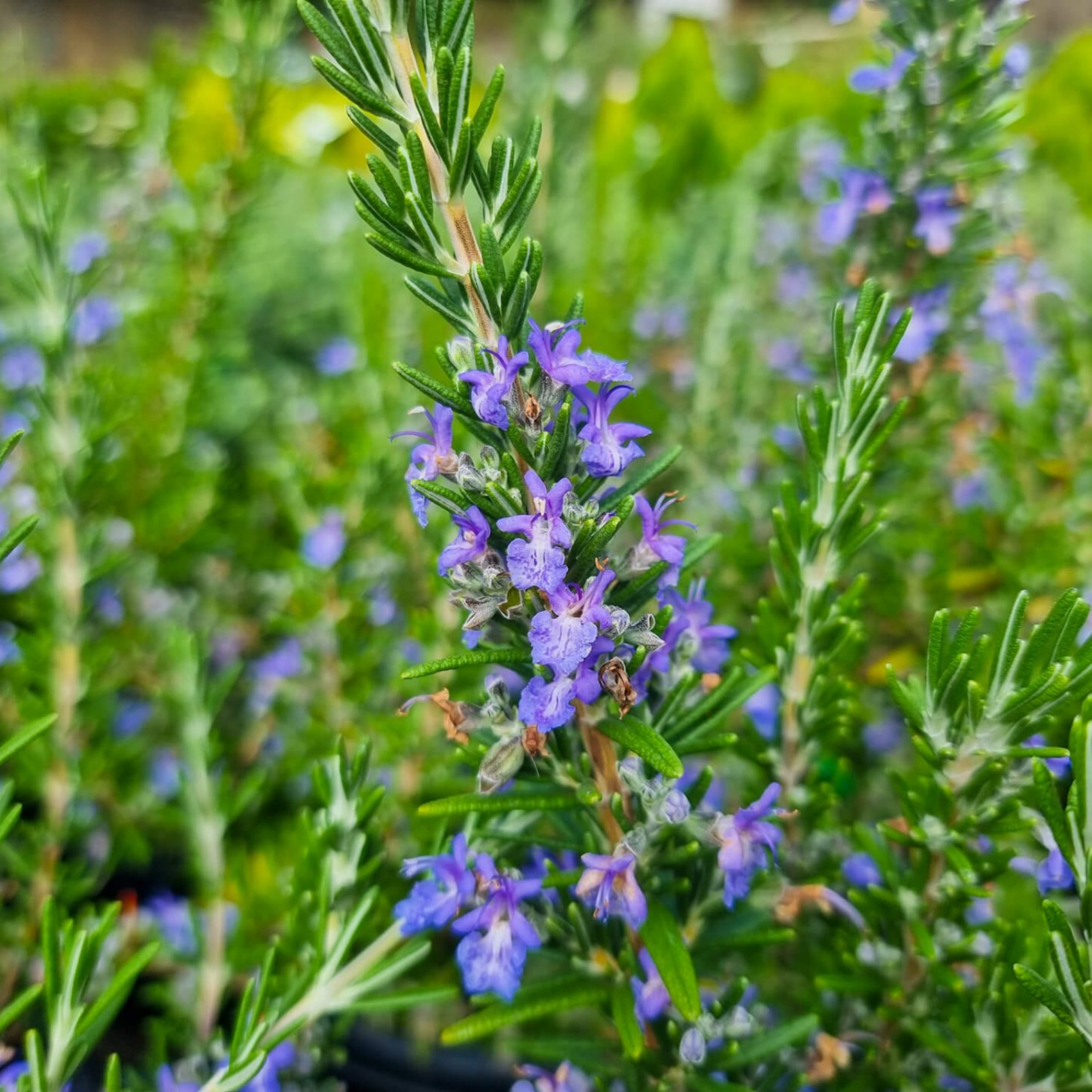 Blue Lagoon Rosemary - Rosmarinus officinalis Blue Lagoon