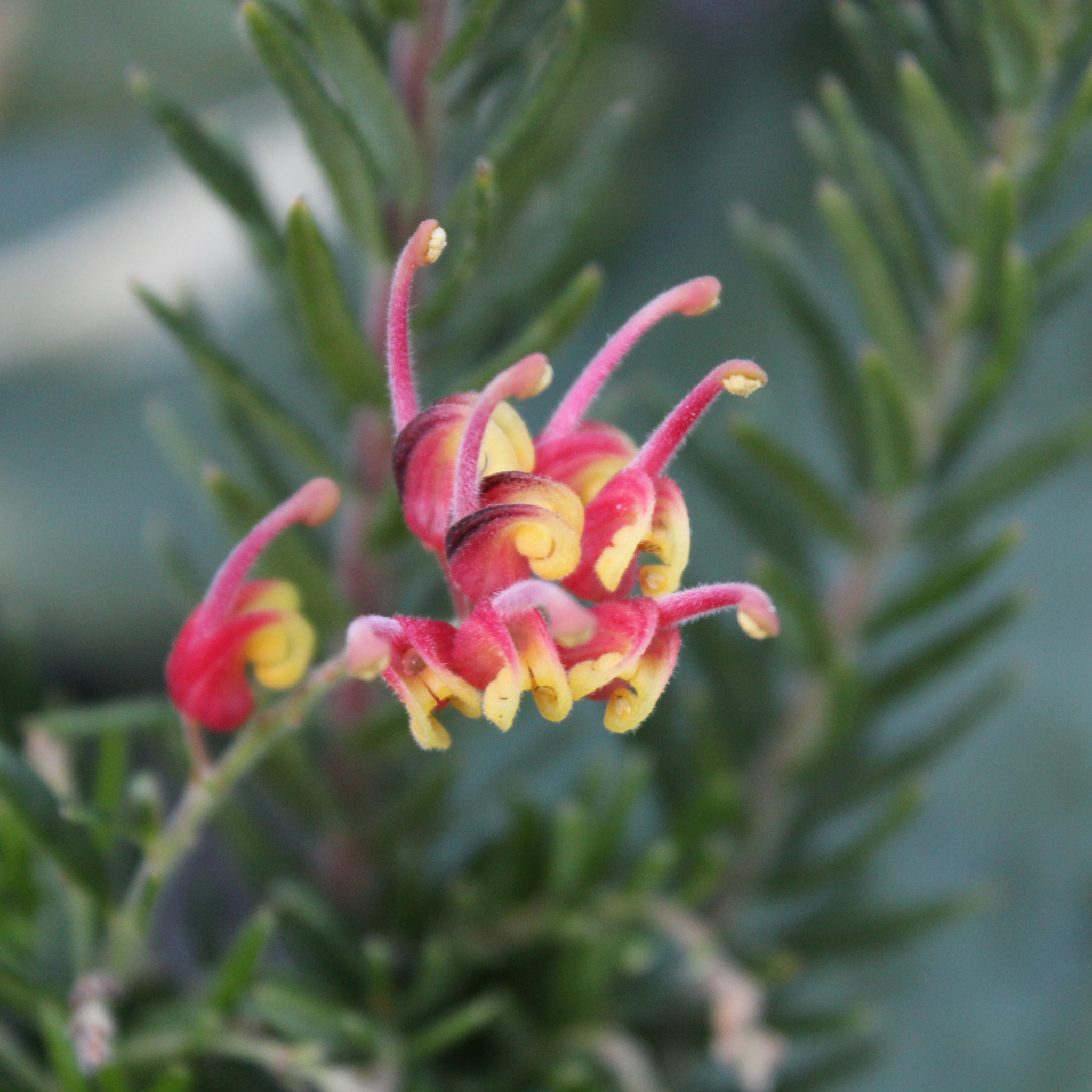 Grevillea 'Winter Flame' - Grevillea alpina rosmarinifoli Winter Flame