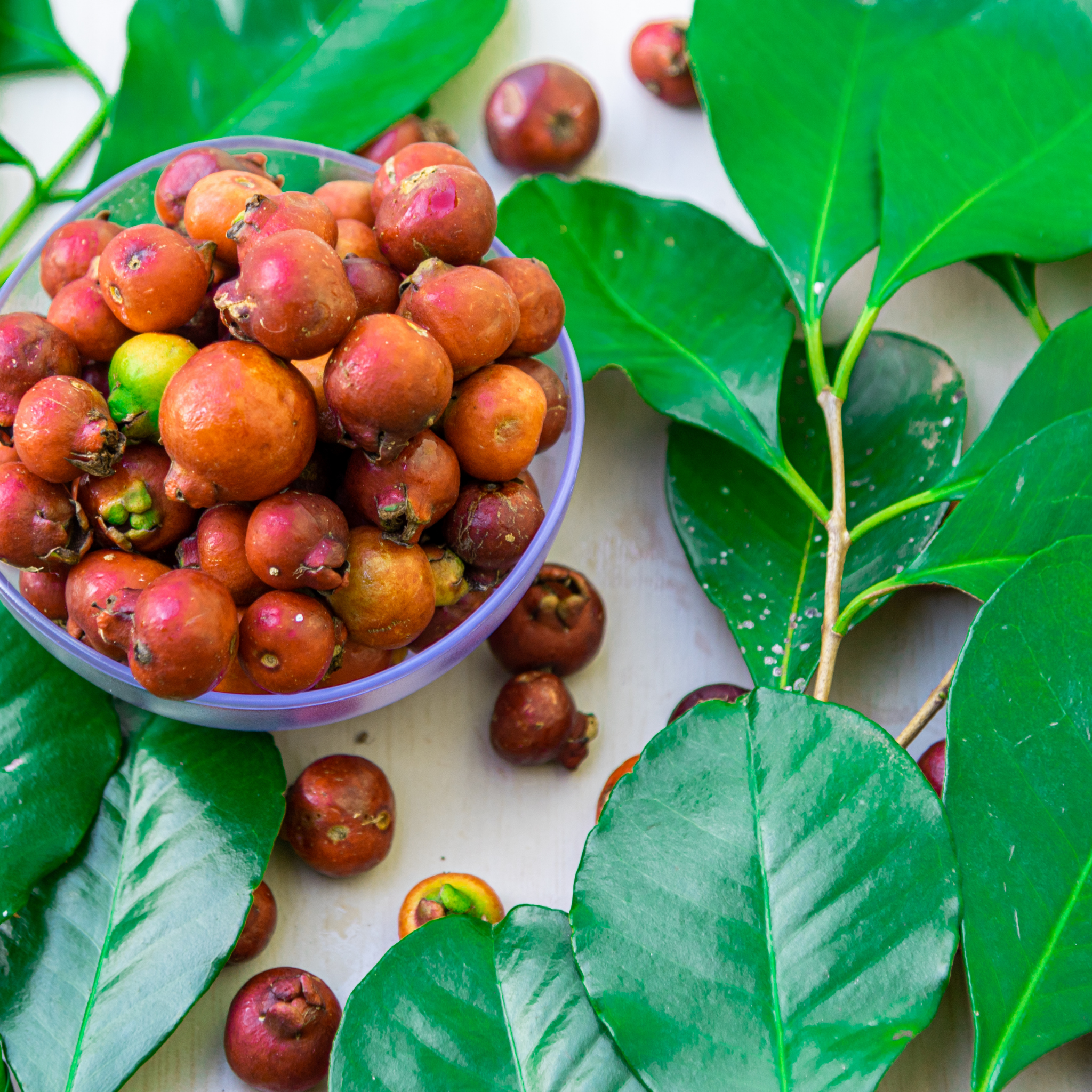 Red Strawberry Guava Tree - Psidium cattleianum Red