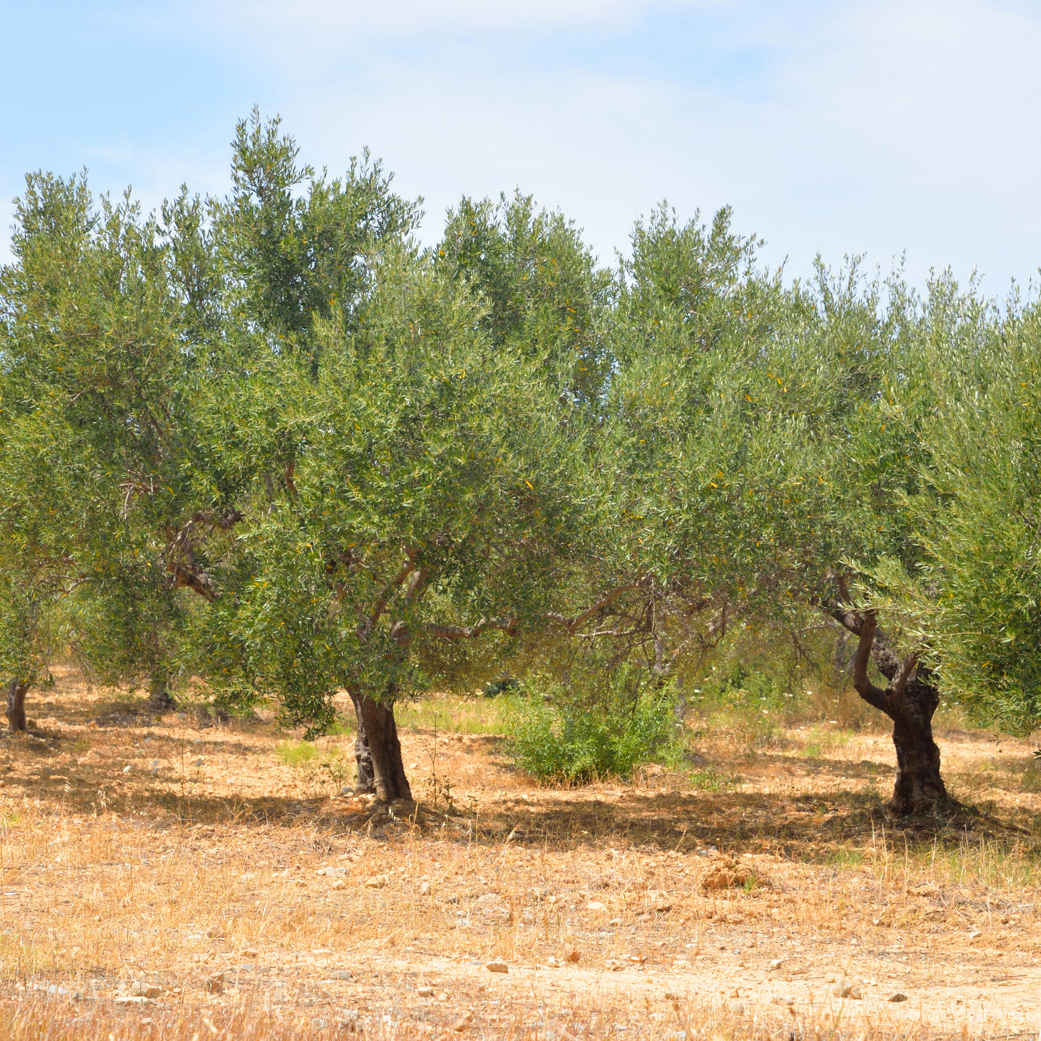 Olive Tolleys Upright - Olea europaea Tolleys Upright