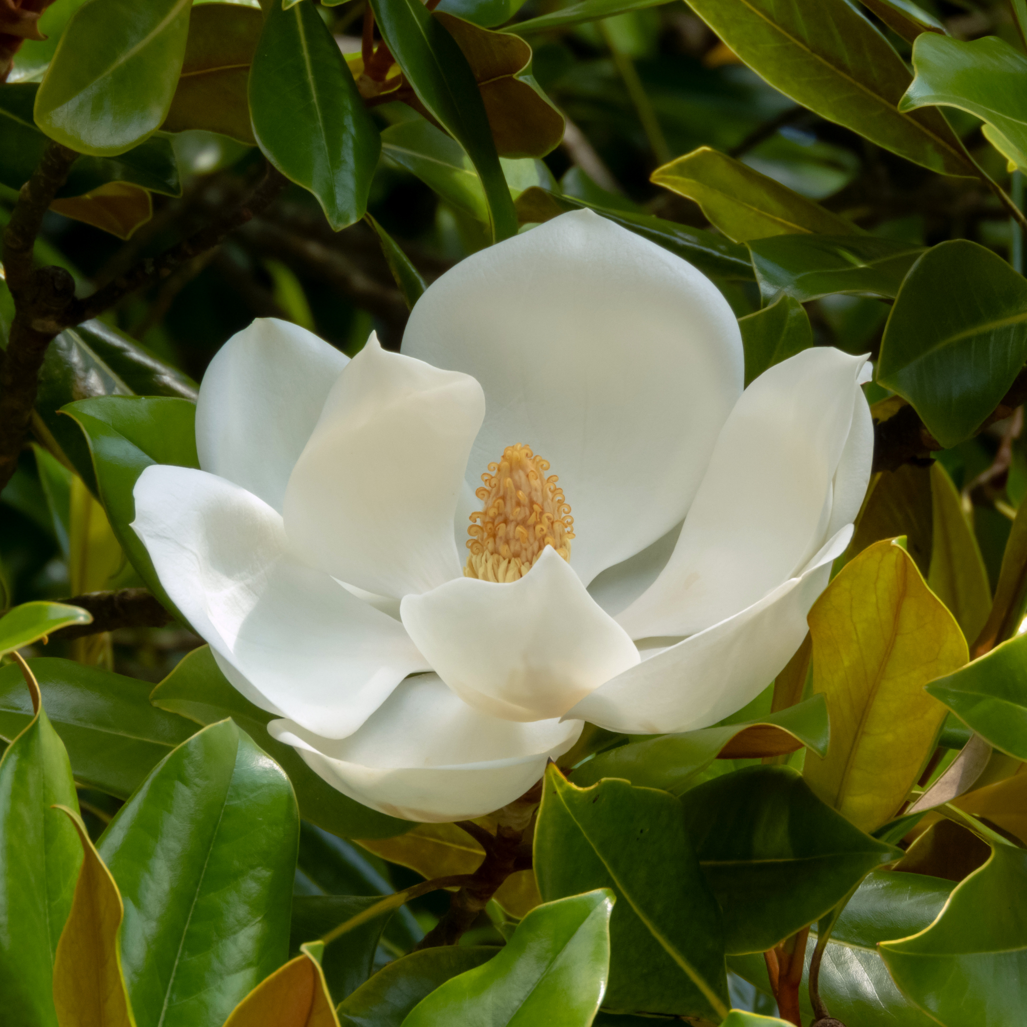 Southern Magnolia - Magnolia grandiflora 'Coolwyn Gloss'
