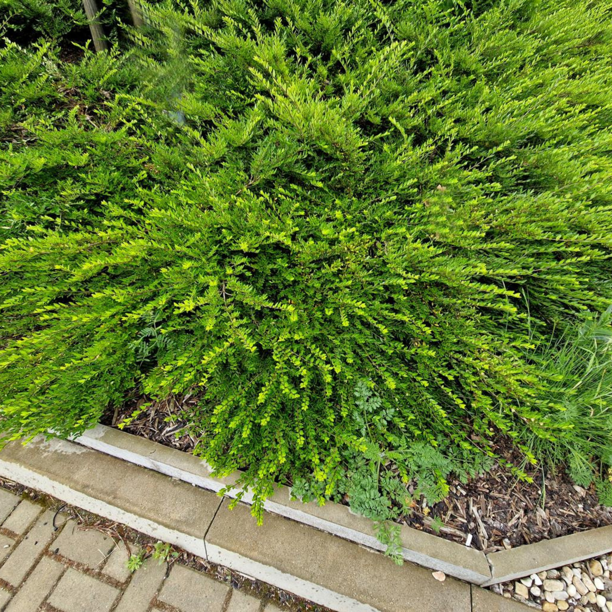 Boxleaf Honeysuckle - Lonicera nitida