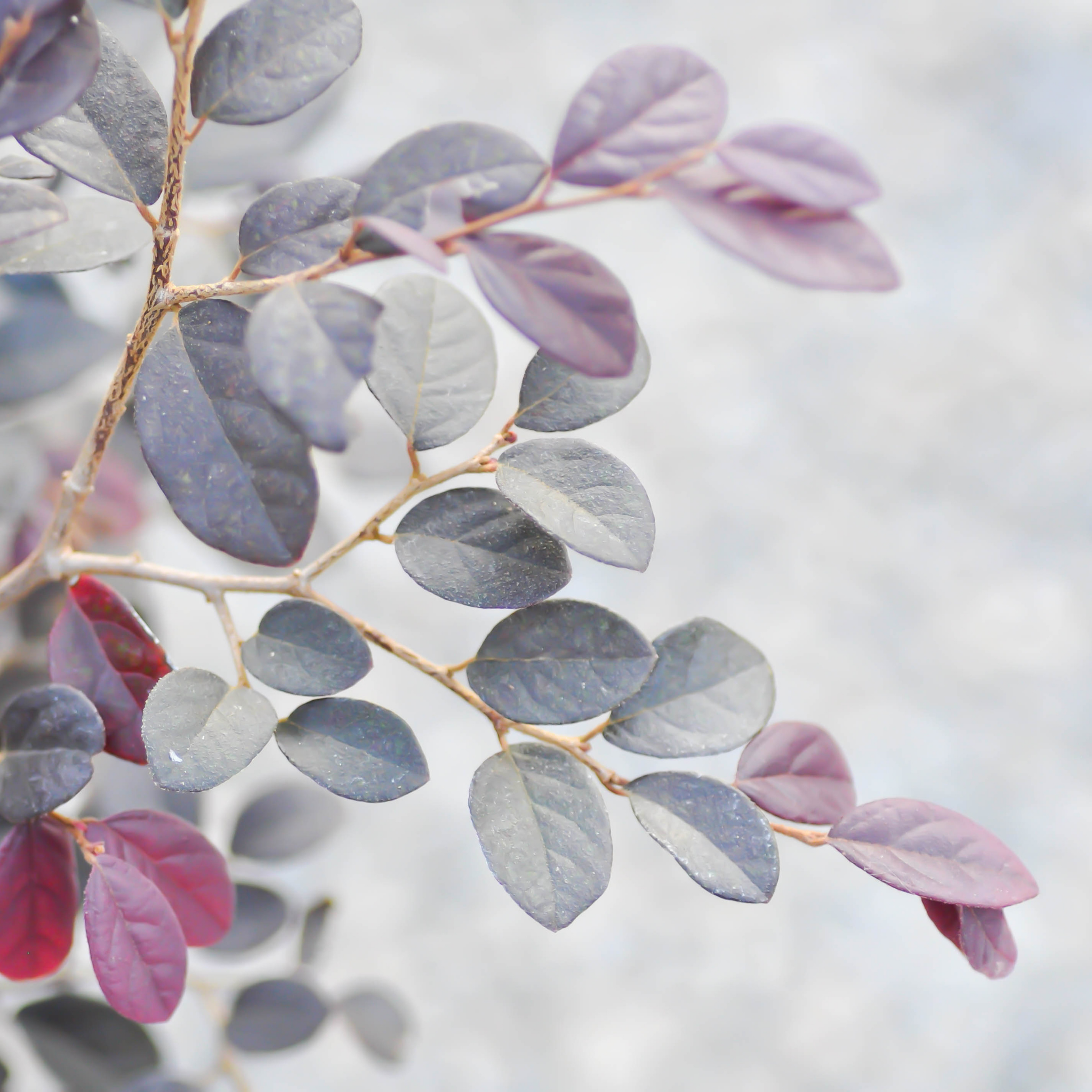 Plum Delight Pink Chinese Fringe Flower - Loropetalum chinense rubrum
