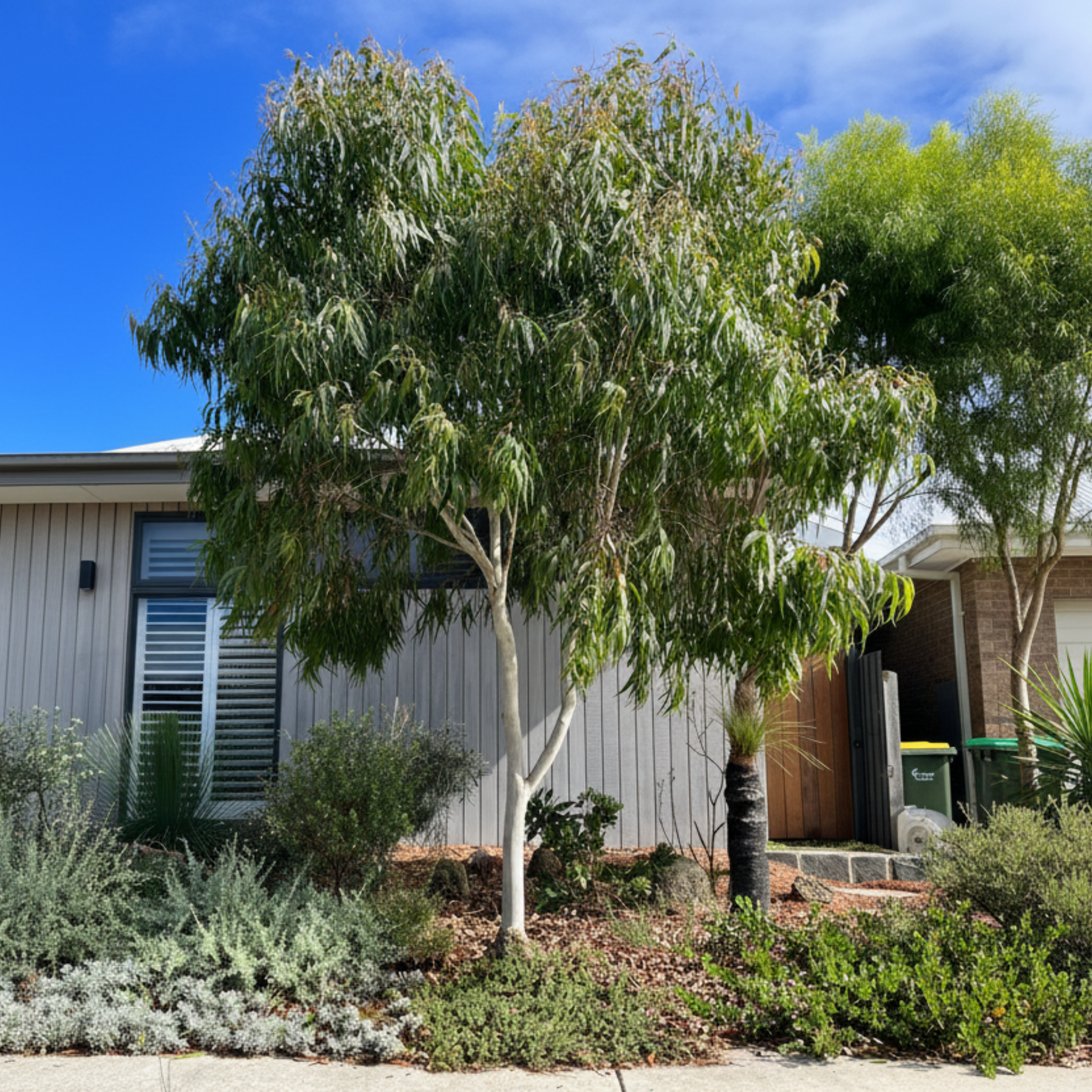 Lemon Scented Gum Baby Cinto - Corymbia citriodora 'Baby Citro'