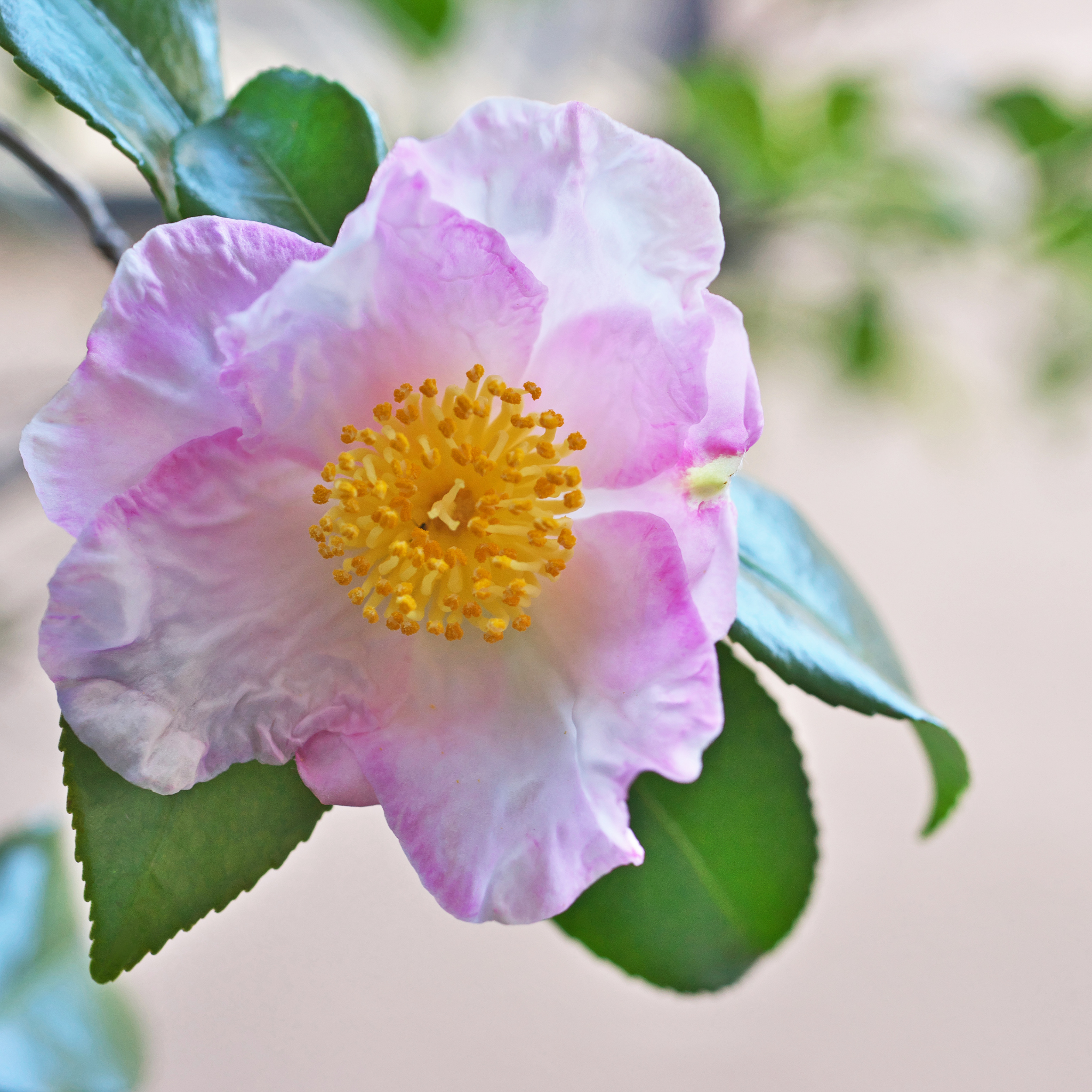 Sasanqua Camellia Edna Butler - Camellia sasanqua 'Edna Butler'