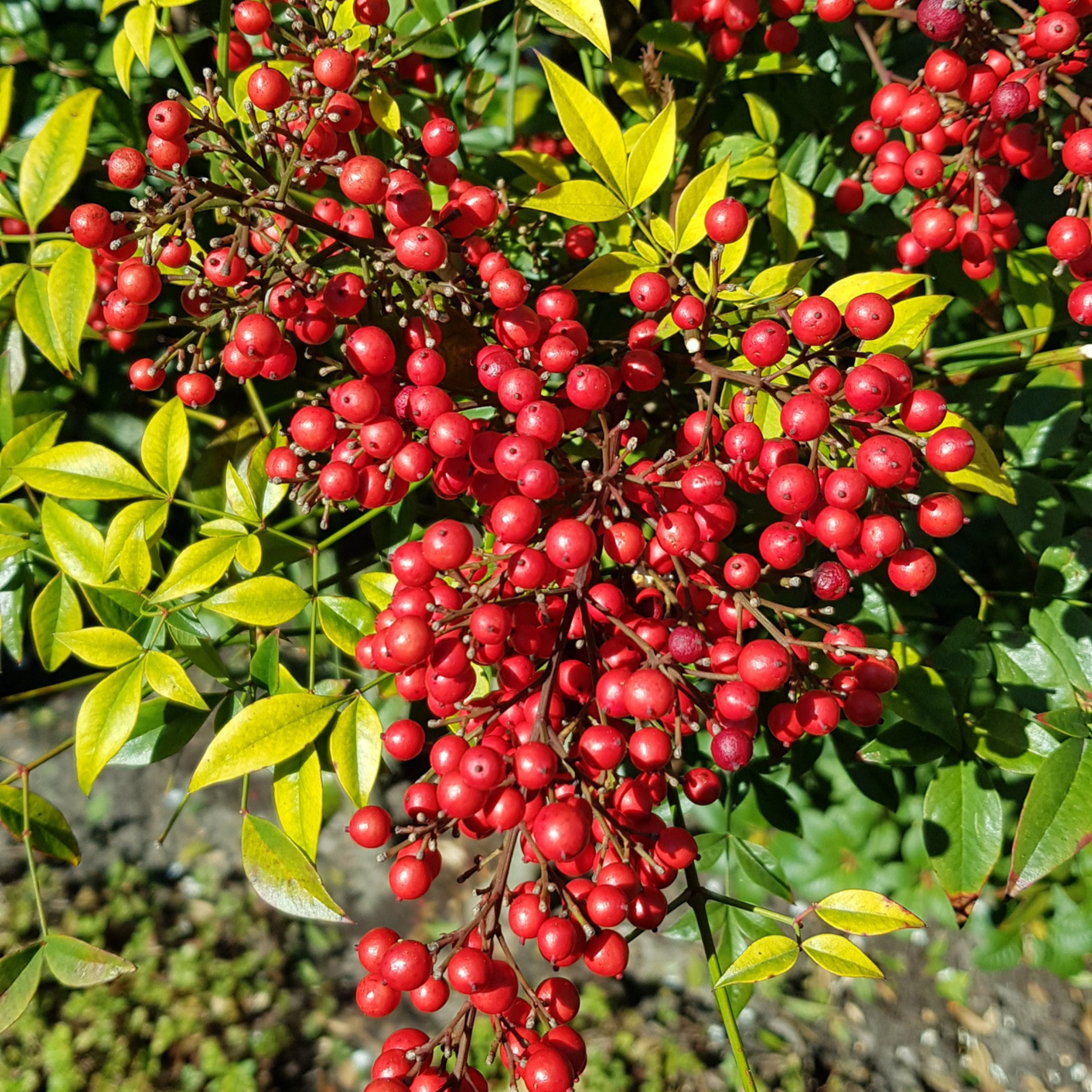 Close-up of red berries on a green bush