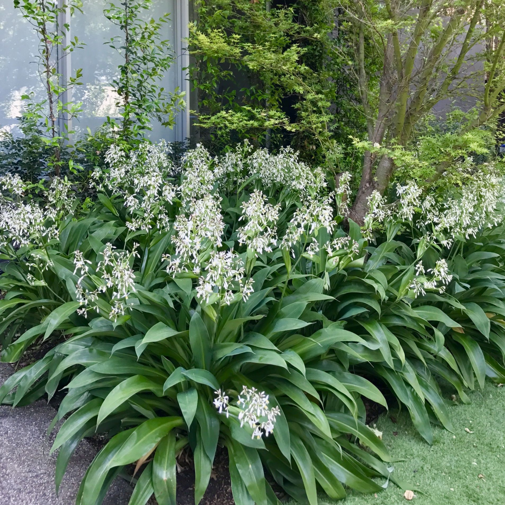 New Zealand Rock Lily 'Matapouri Bay' - Arthropodium cirratum