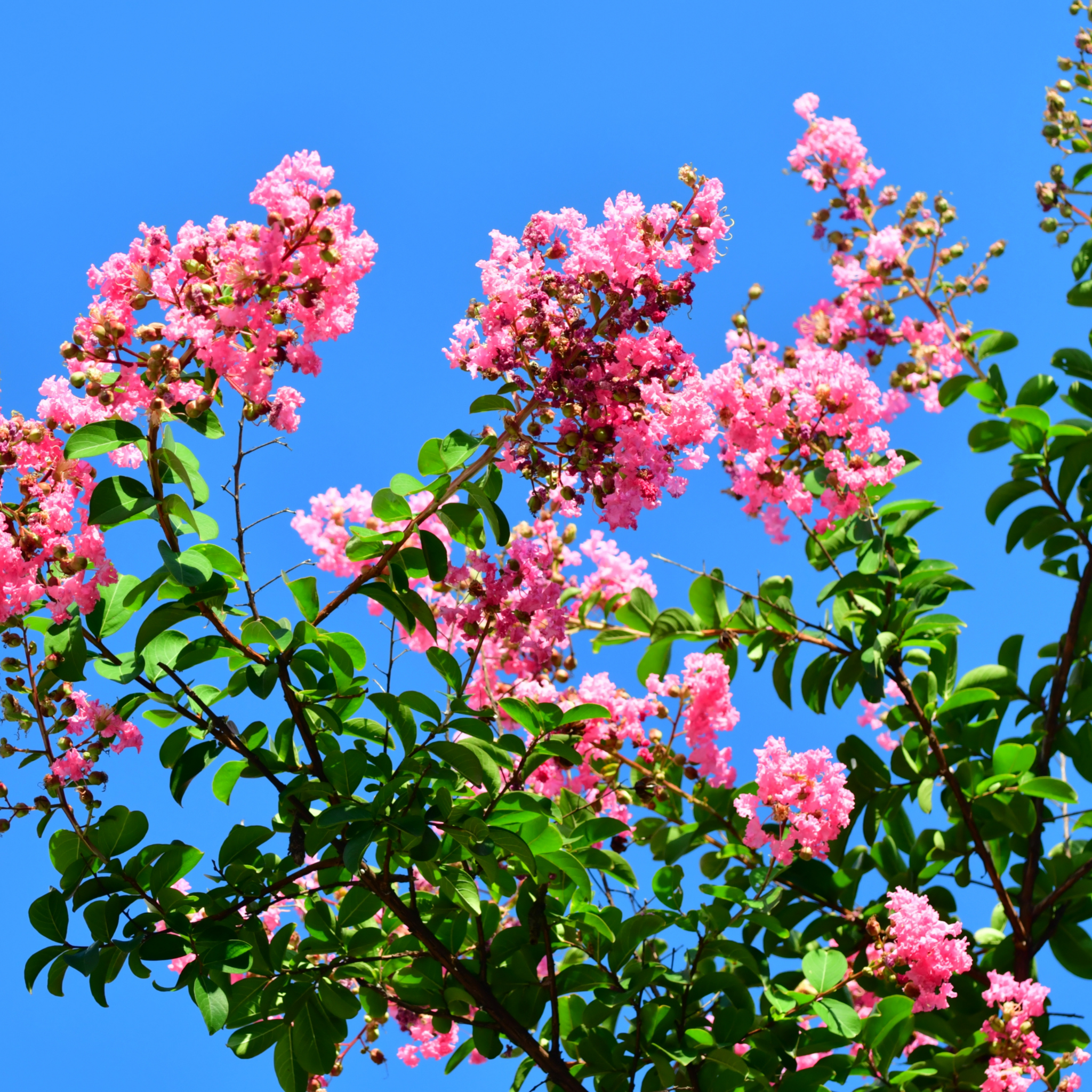 Hot Pink Crepe Myrtle - Lagerstroemia indica fauriei Sioux