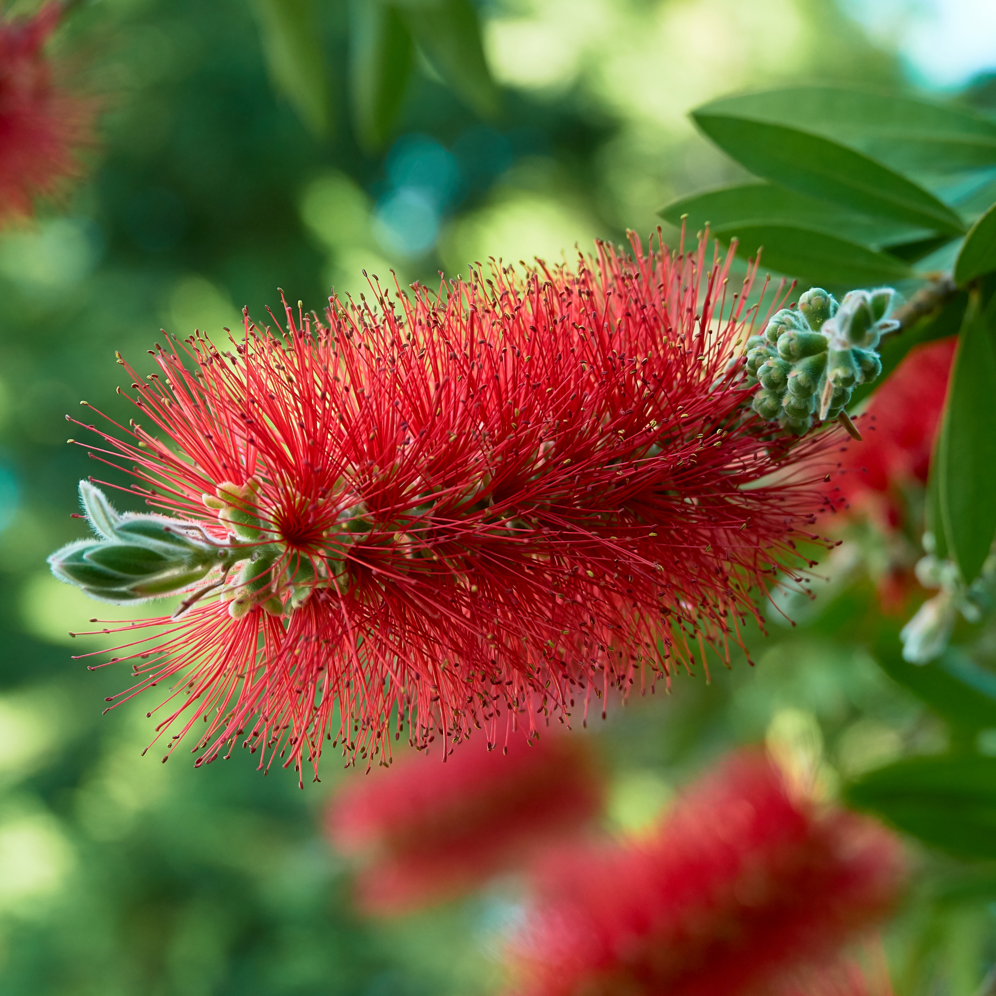 Kings Park Special Bottlebrush - Callistemon hybrida ‘Kings Park Special’