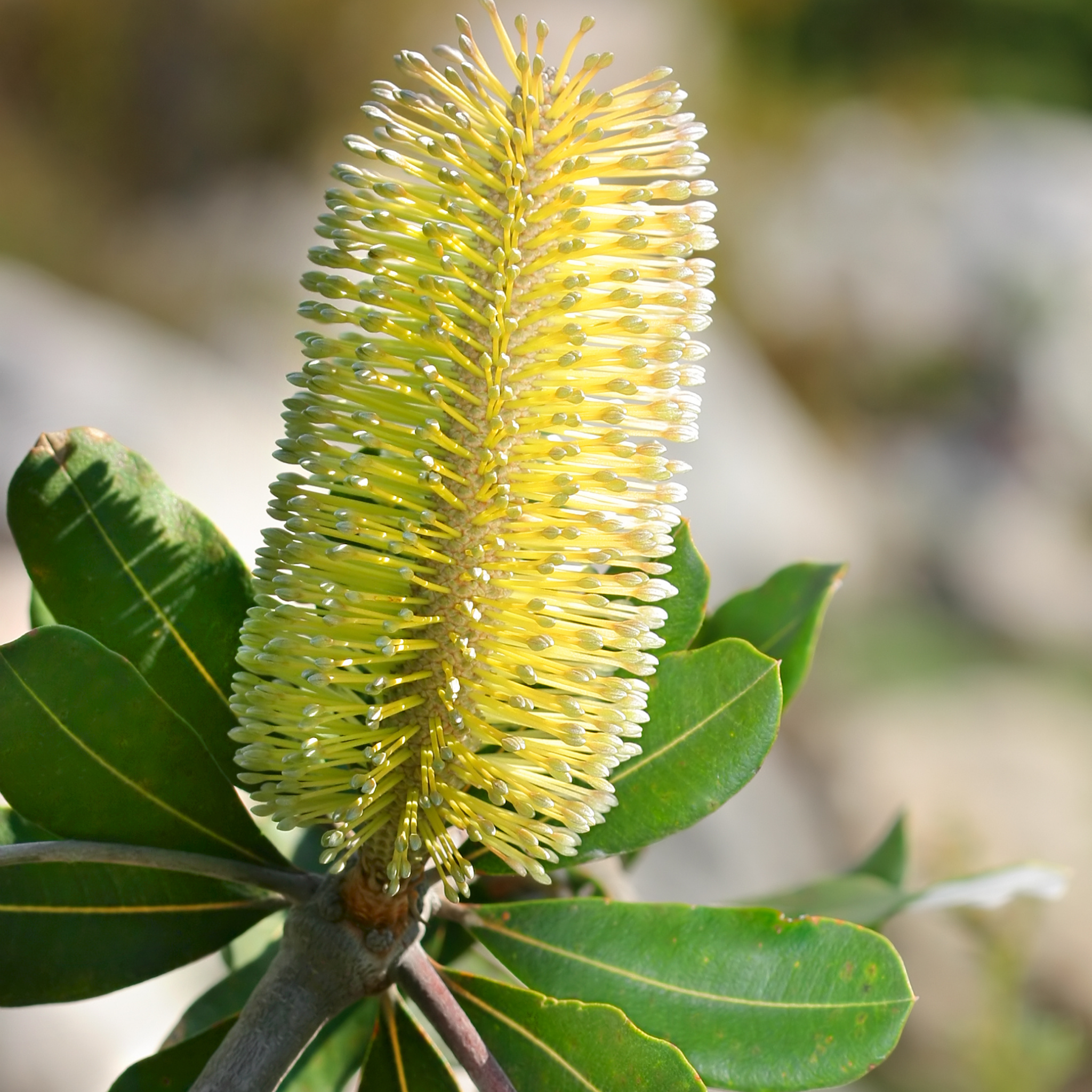 Close-up of a yellow banksia flower with green leaves on a blurred natural background
