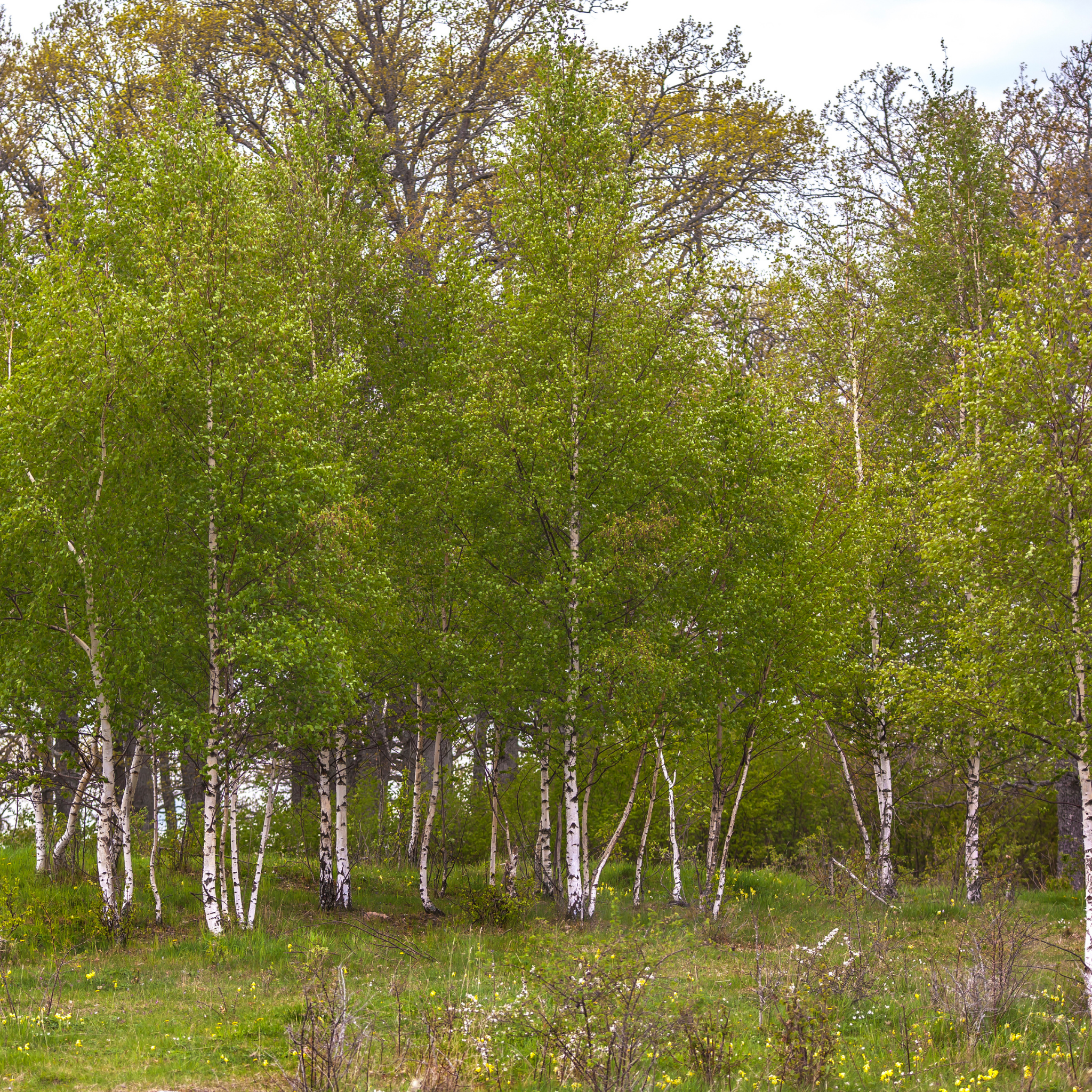 Birch trees with green leaves in a forest setting