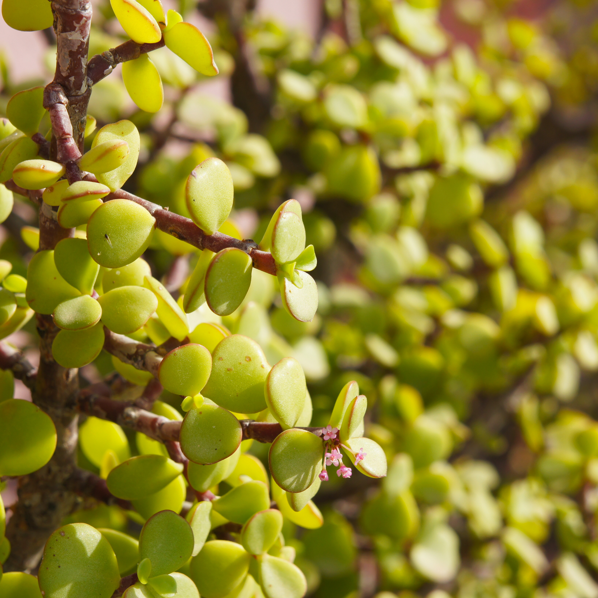 Close-up of a green succulent plant with a blurred background