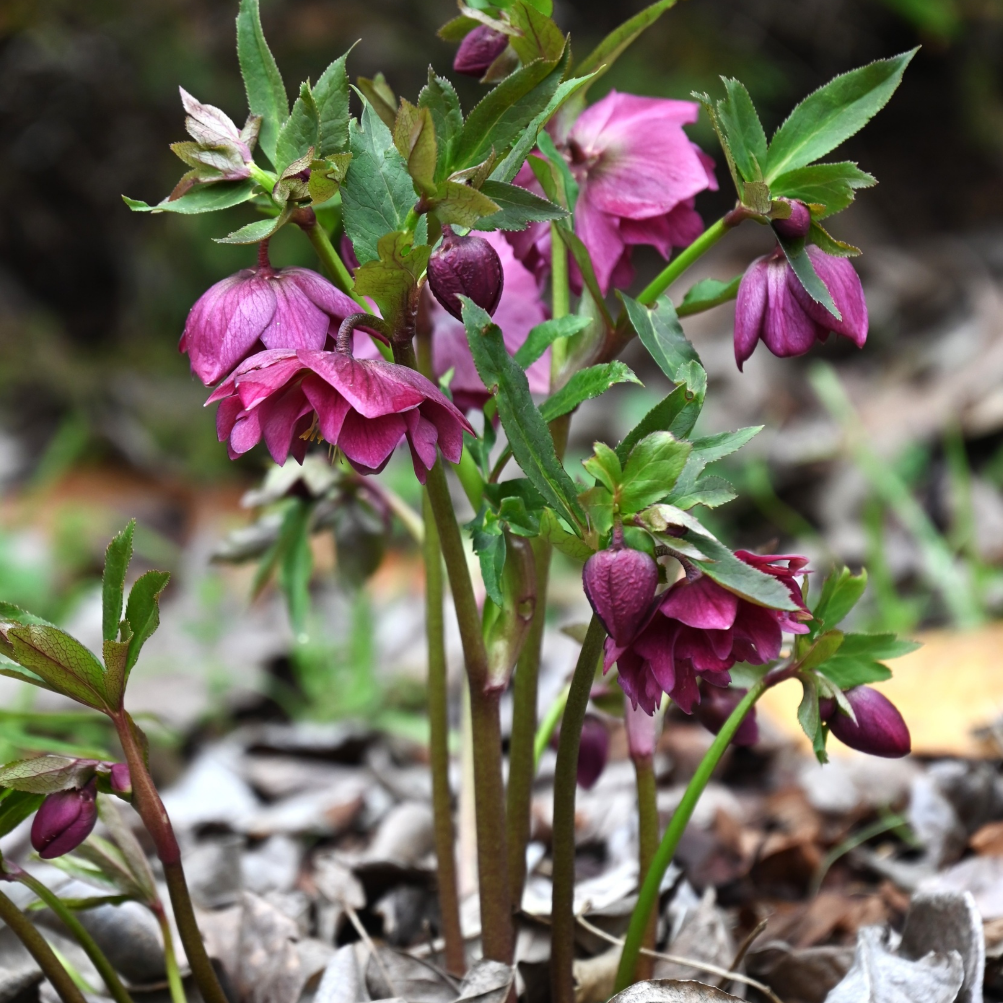 Winter Rose Vibey Velvet - Helleborus hybrida Vibey Velvet