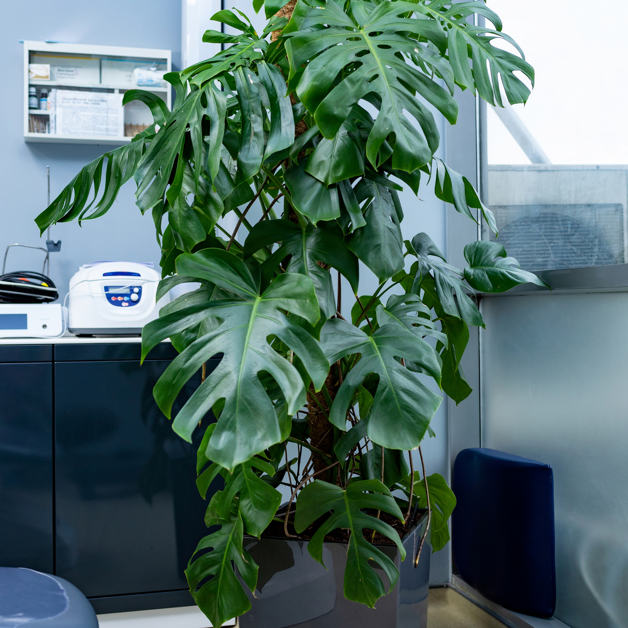 Swiss Cheese Plant - Monstera deliciosa