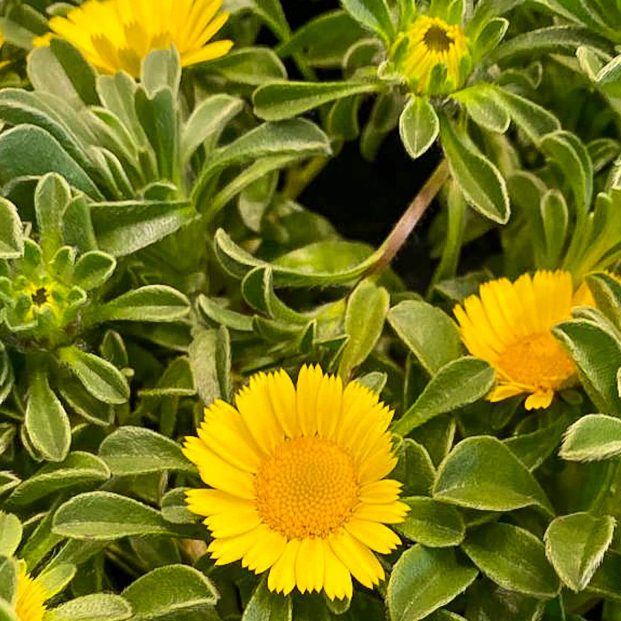 Sea Daisy Teris Yellow - Asteriscus maritimus 'Teris Yellow'