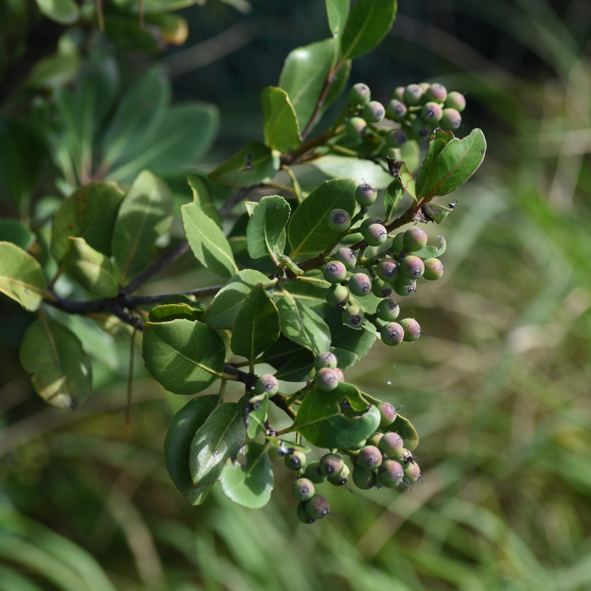 Indian hawthorn Hot Tips - Rhaphiolepis rosiflora Hot Tips