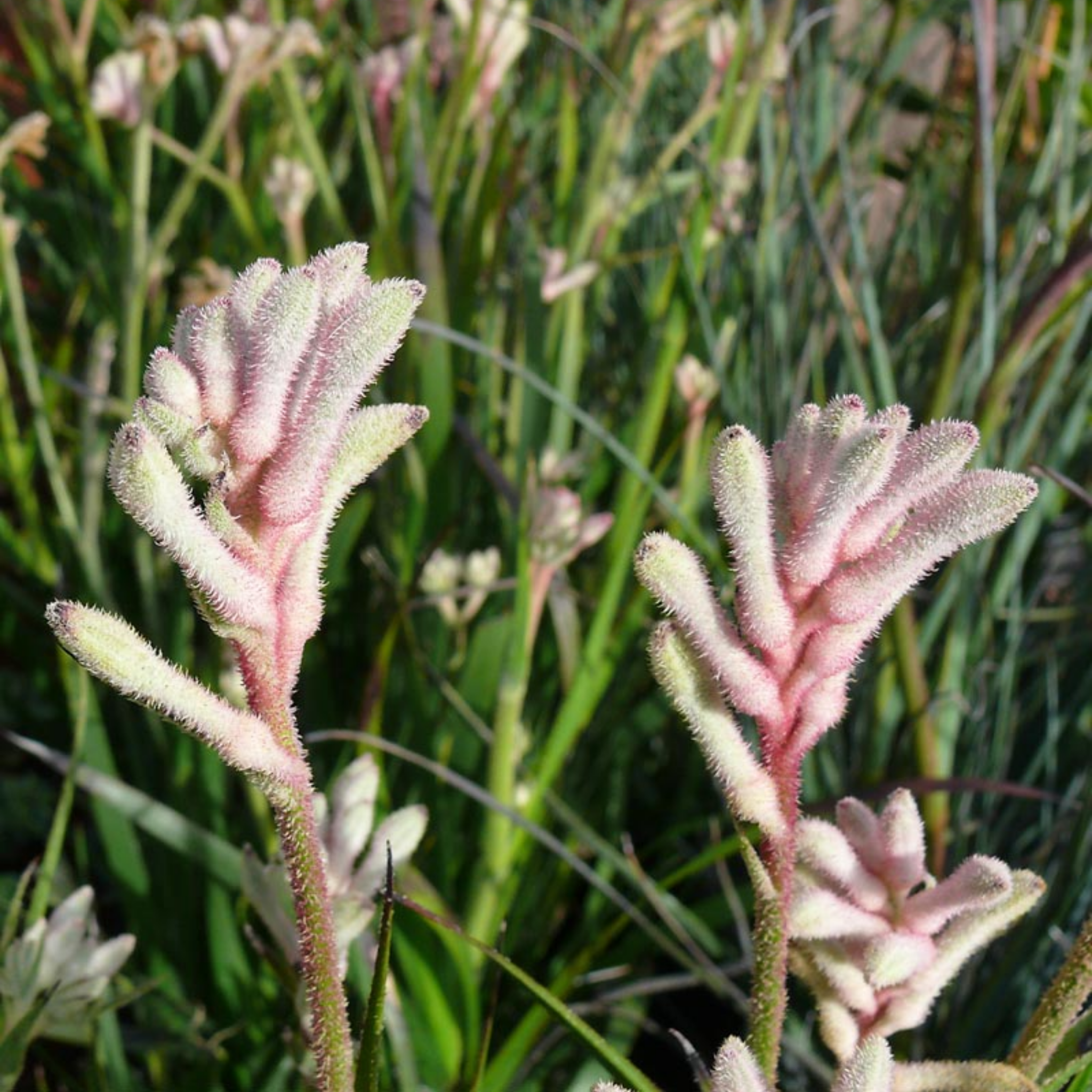 White Kangaroo Paw ‘Bush Diamond’ - Anigozanthos hybrida