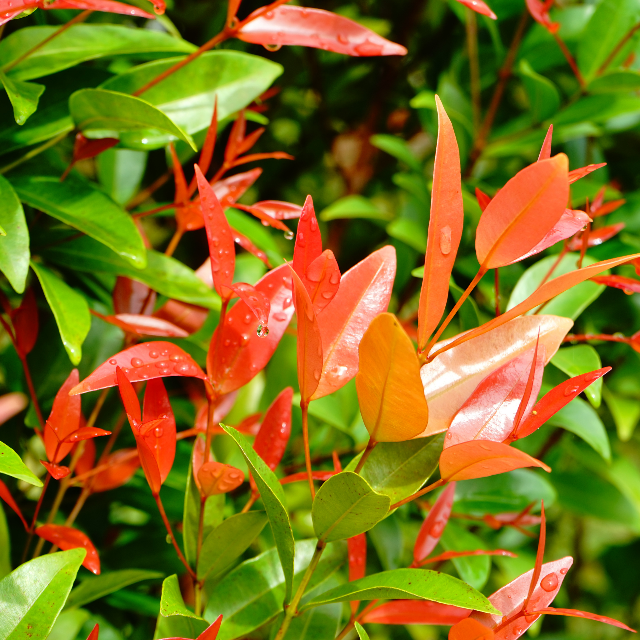 Lilly Pilly Big Red - Syzygium australe Big Red PBR