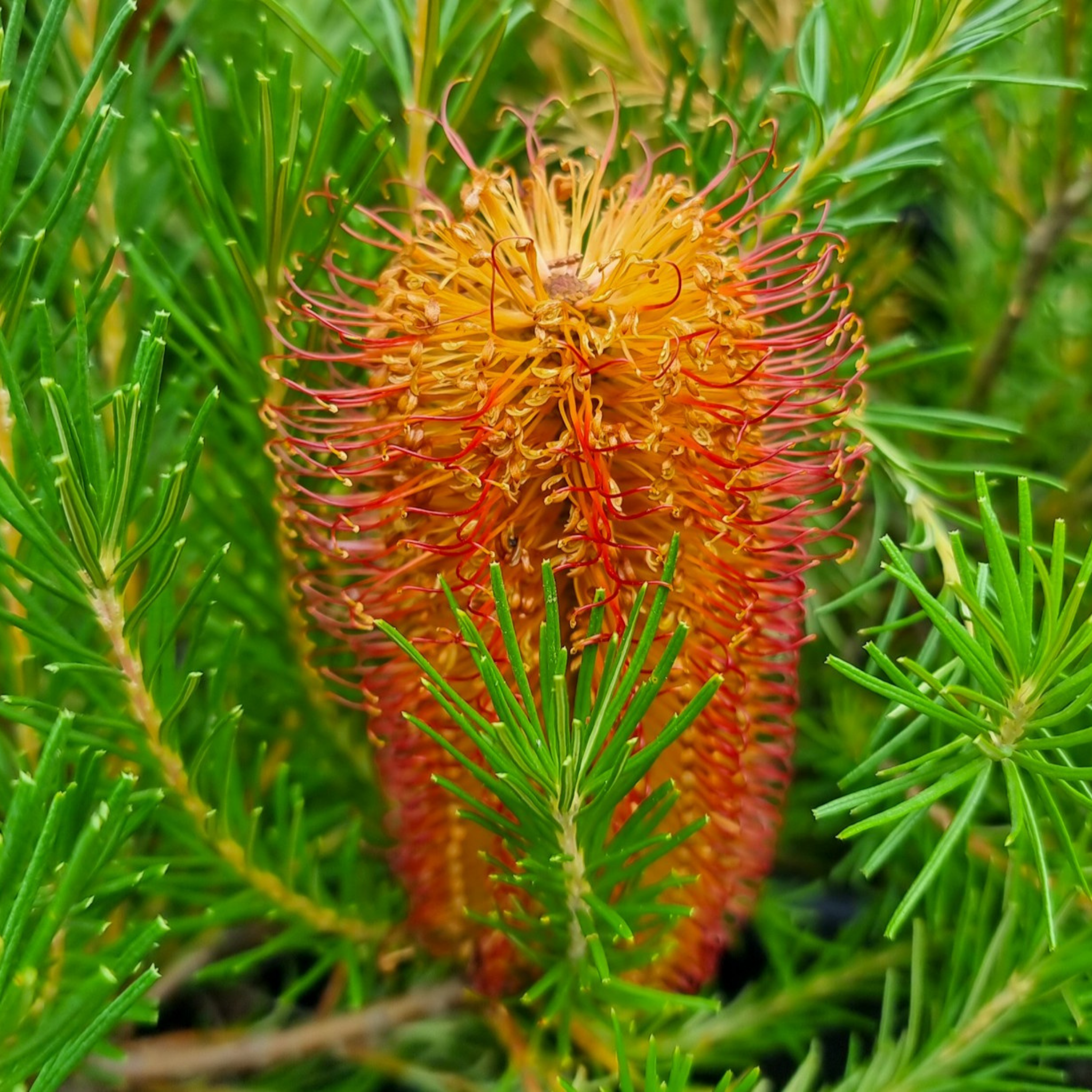 Close-up of a vibrant orange flower with green leaves
