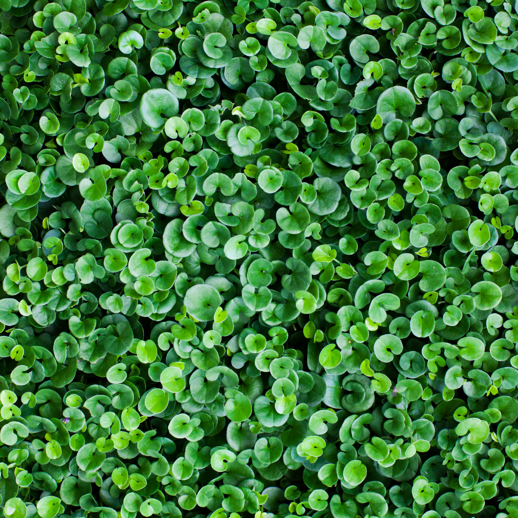 Kidney Grass/Weed - Dichondra repens