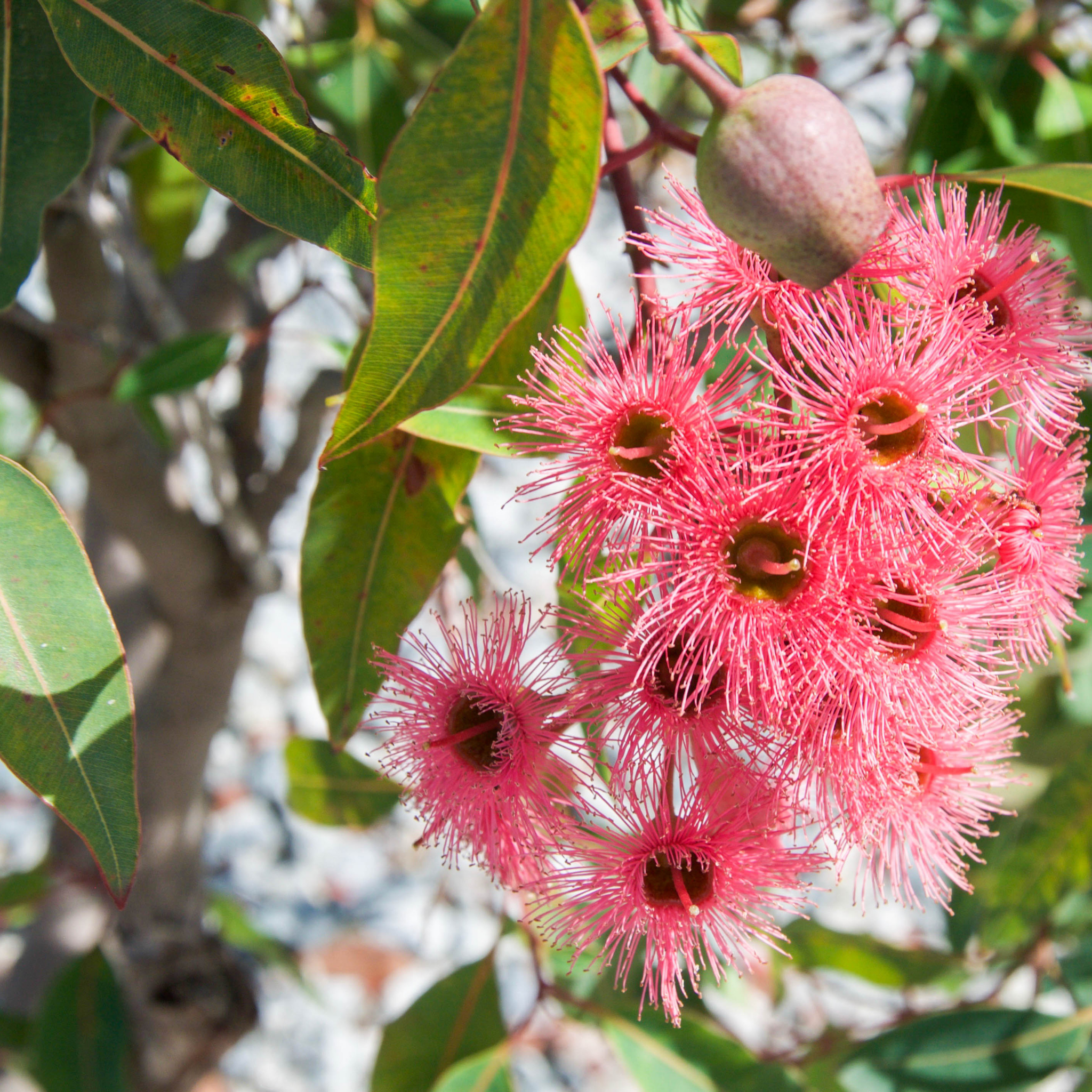 Pink Flowering Ironbark - Eucalyptus sideroxylon Rosea