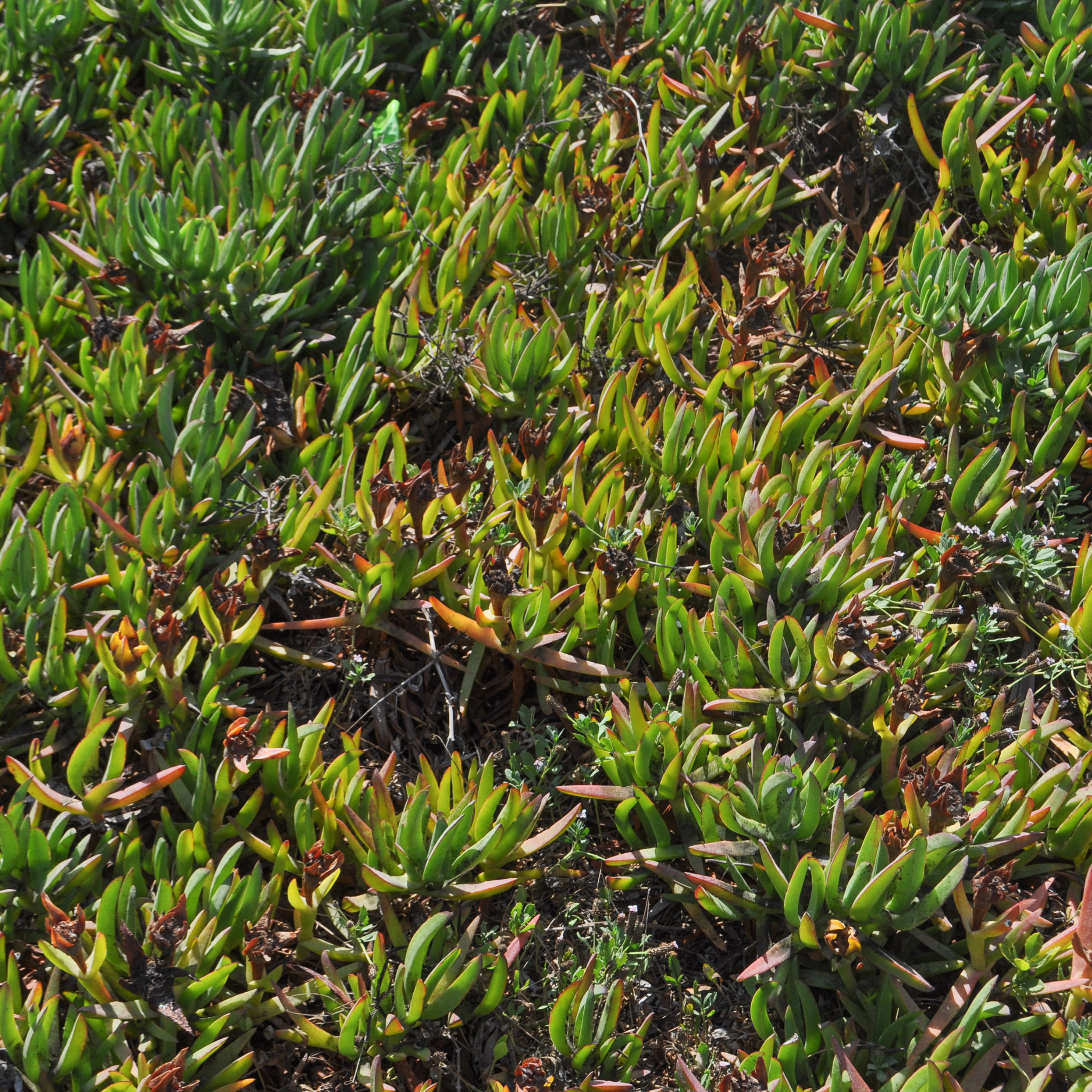 Pigface/Sea Fig - Carpobrotus glaucescens
