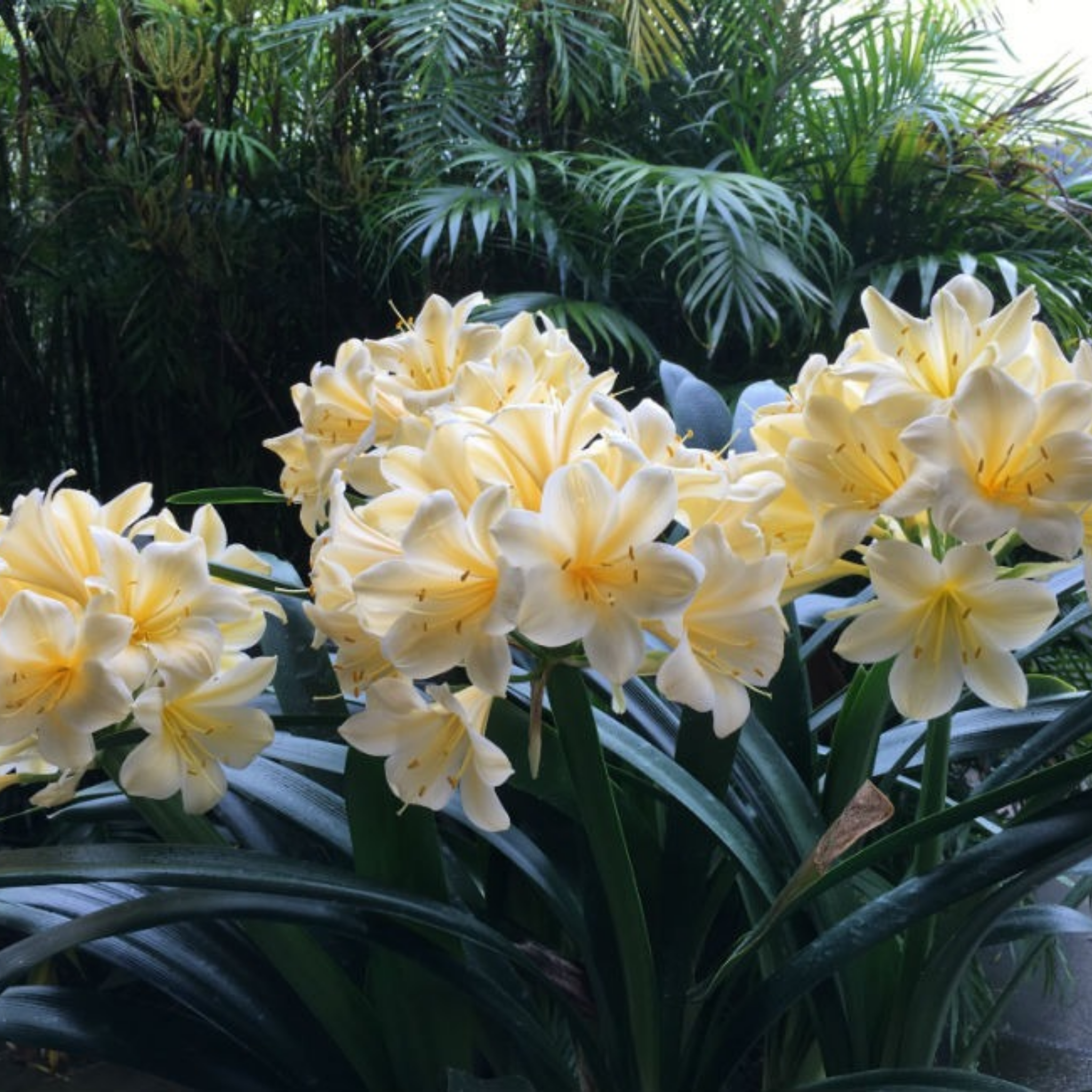 Group of yellow flowers with green foliage in the background