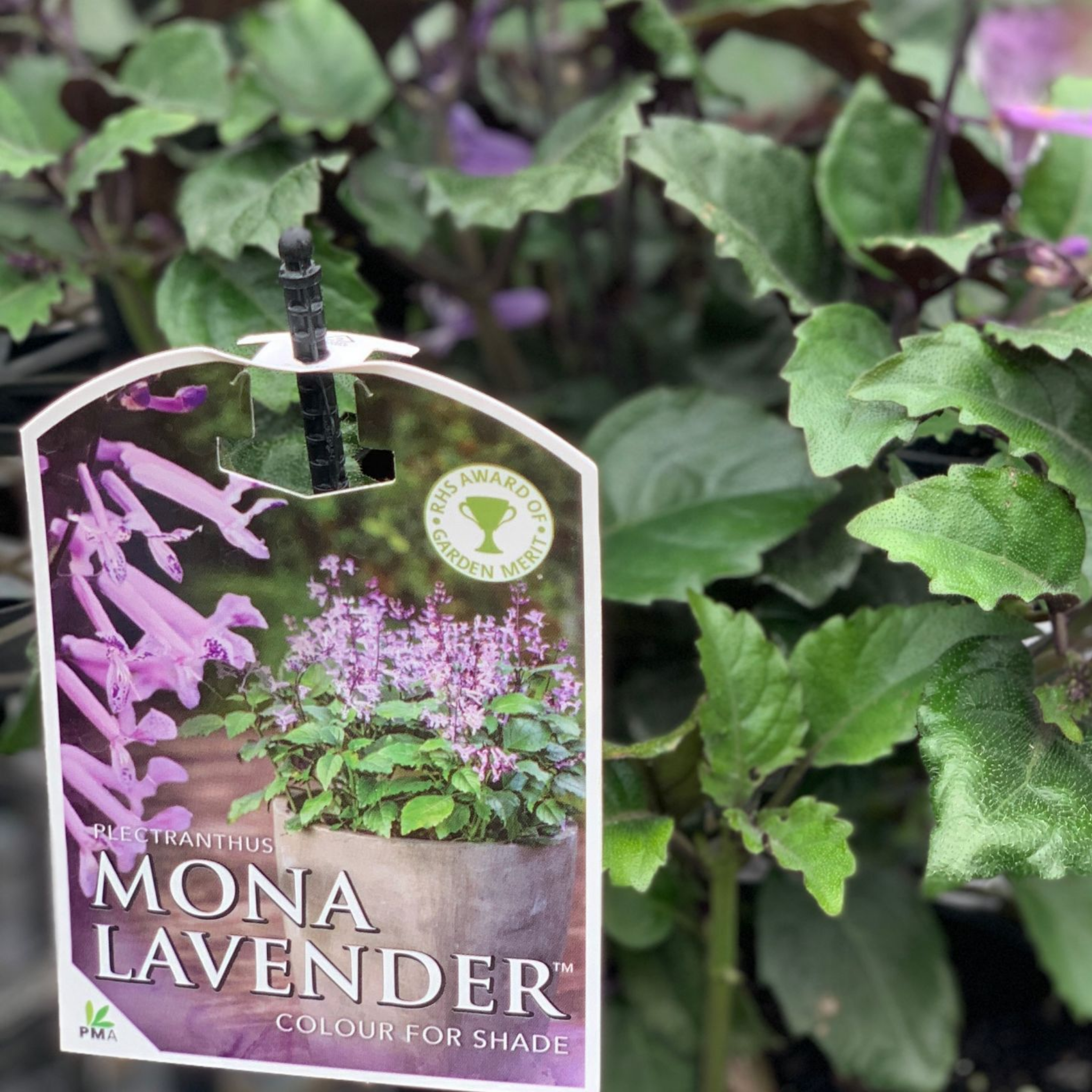 Mona Lavender Spur Flower - Plectranthus hybrida Mona Lavender PBR